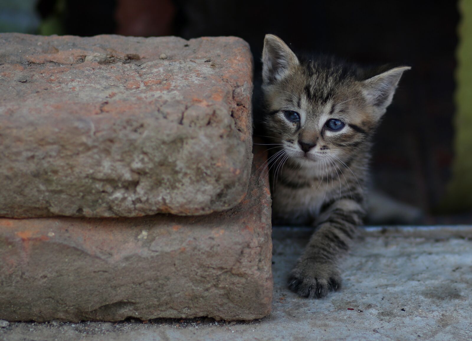 Canon EF 85mm F1.8 USM sample photo. Cat, little, playful photography