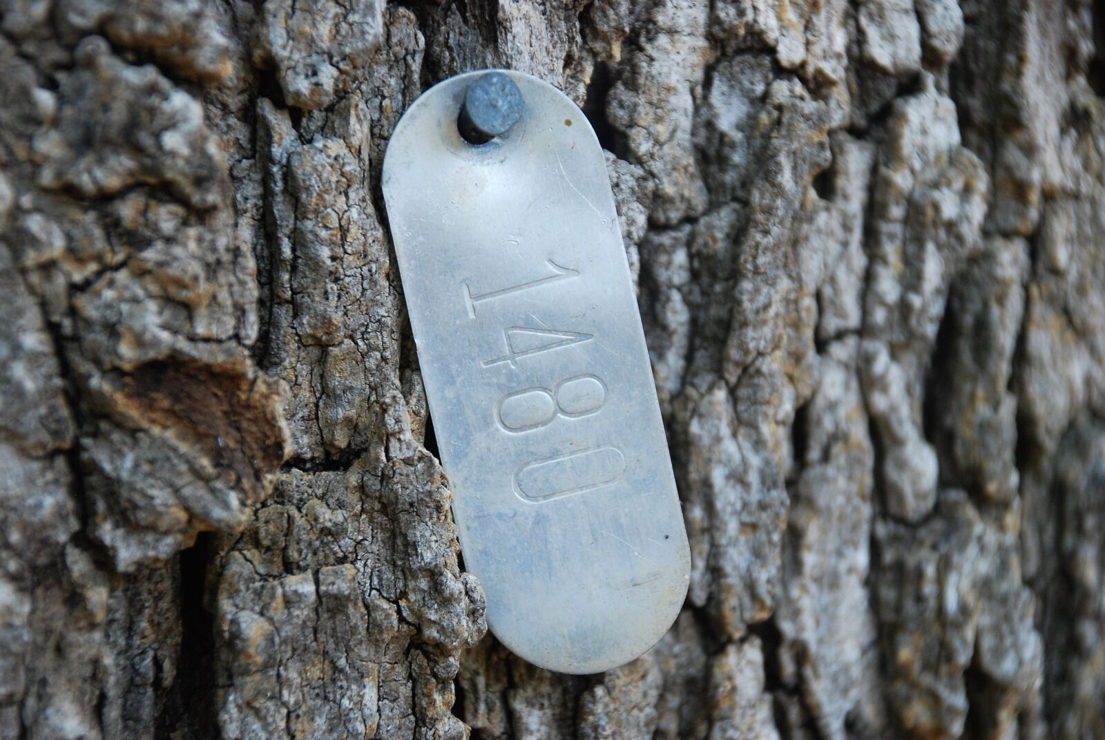 Nikon D80 sample photo. Tree identification tags, identification photography