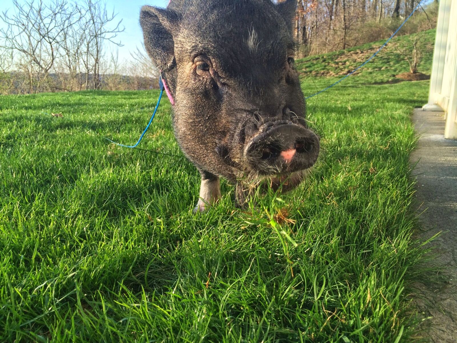 iPhone 5s back camera 4.12mm f/2.2 sample photo. Cute, grass, pig photography