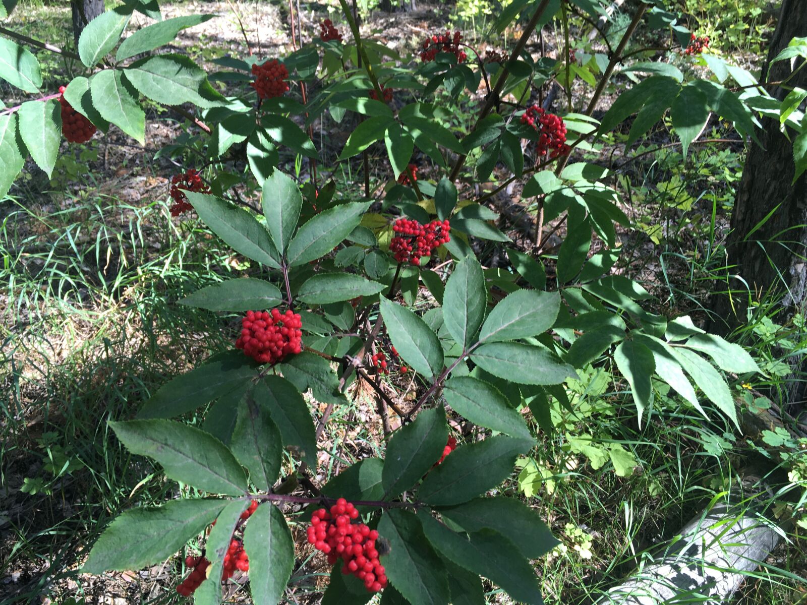 Apple iPhone SE (1st generation) sample photo. Volchya yagoda, forest, shrub photography