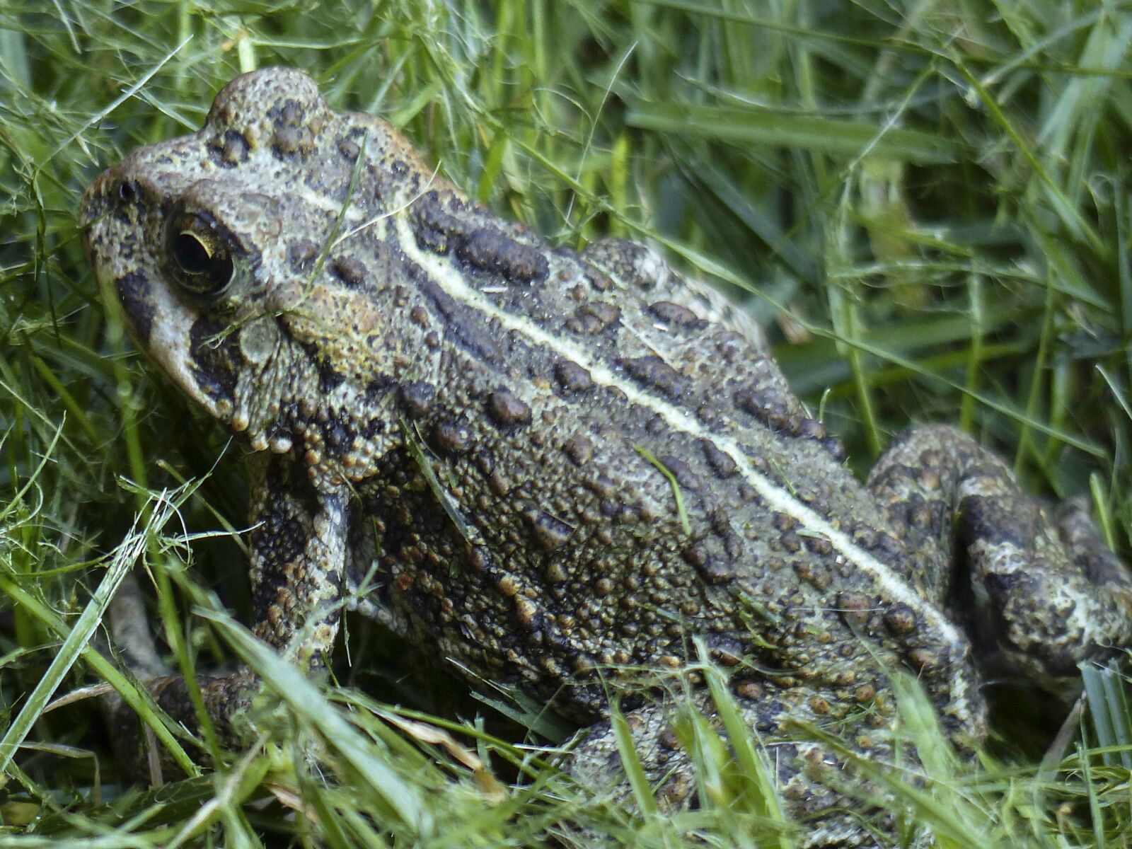 Panasonic Lumix DMC-FZ200 sample photo. Toad, amphibian, animal photography