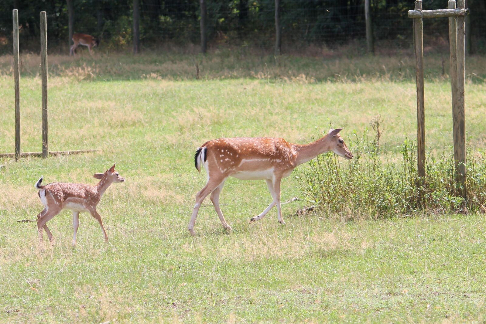 Canon EF-S 55-250mm F4-5.6 IS II sample photo. Roe deer, fallow deer photography
