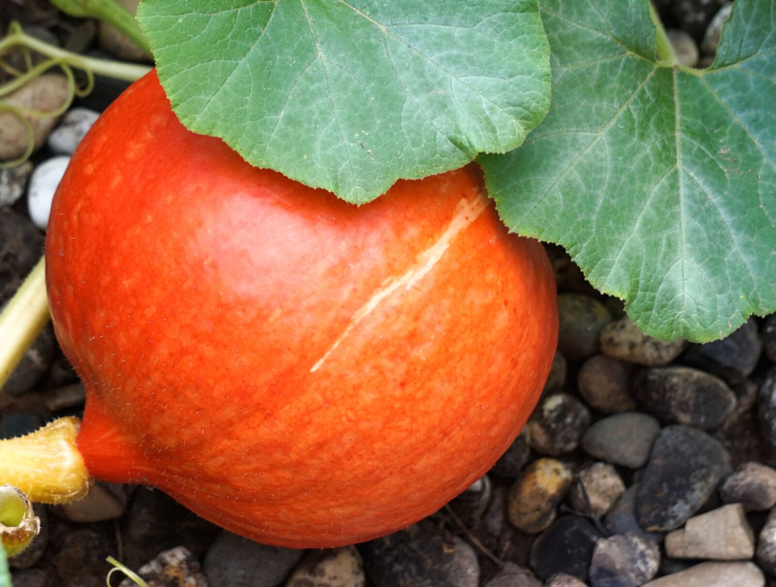 Sony Alpha a5000 (ILCE 5000) + Sony E 55-210mm F4.5-6.3 OSS sample photo. Pumpkin, ripe, vegetables photography