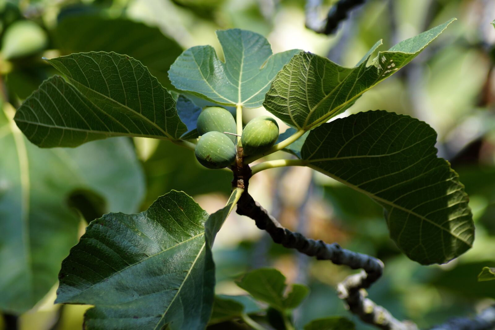 Sony SLT-A58 sample photo. Fig tree, fig, fruit photography
