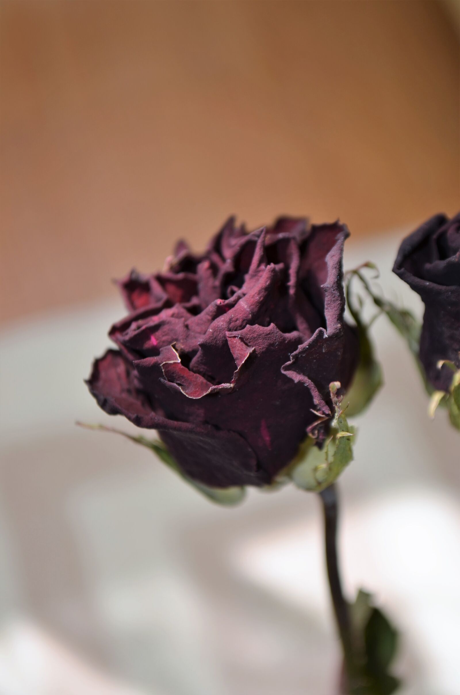 Nikon D5100 sample photo. Color, dried up, plant photography