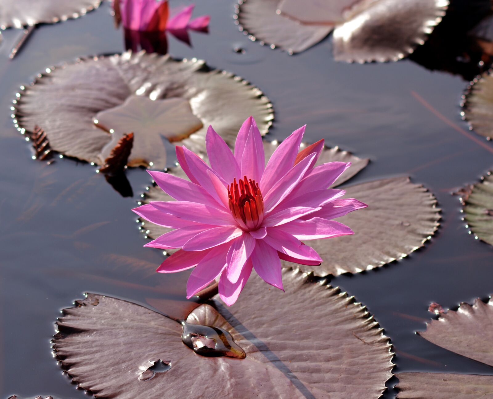 Nikon D5200 sample photo. Lotus, flower, garden photography