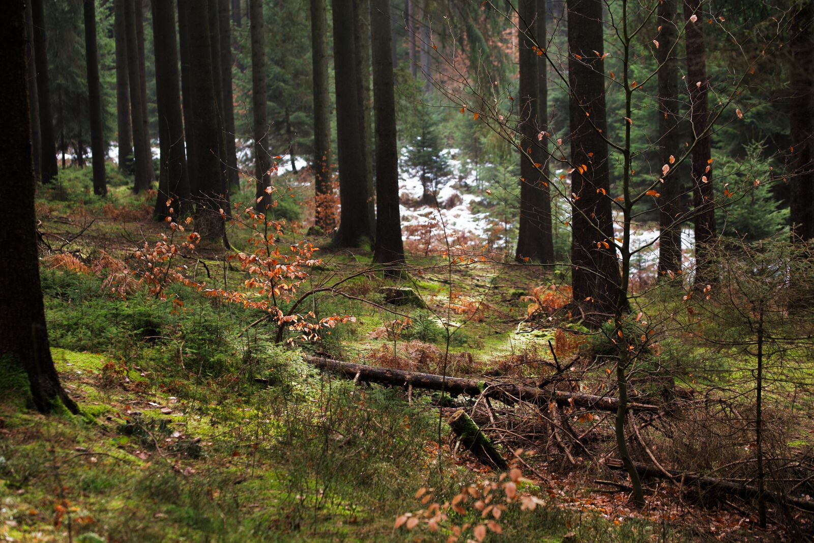 Canon EOS 6D sample photo. Wood, tree, nature photography