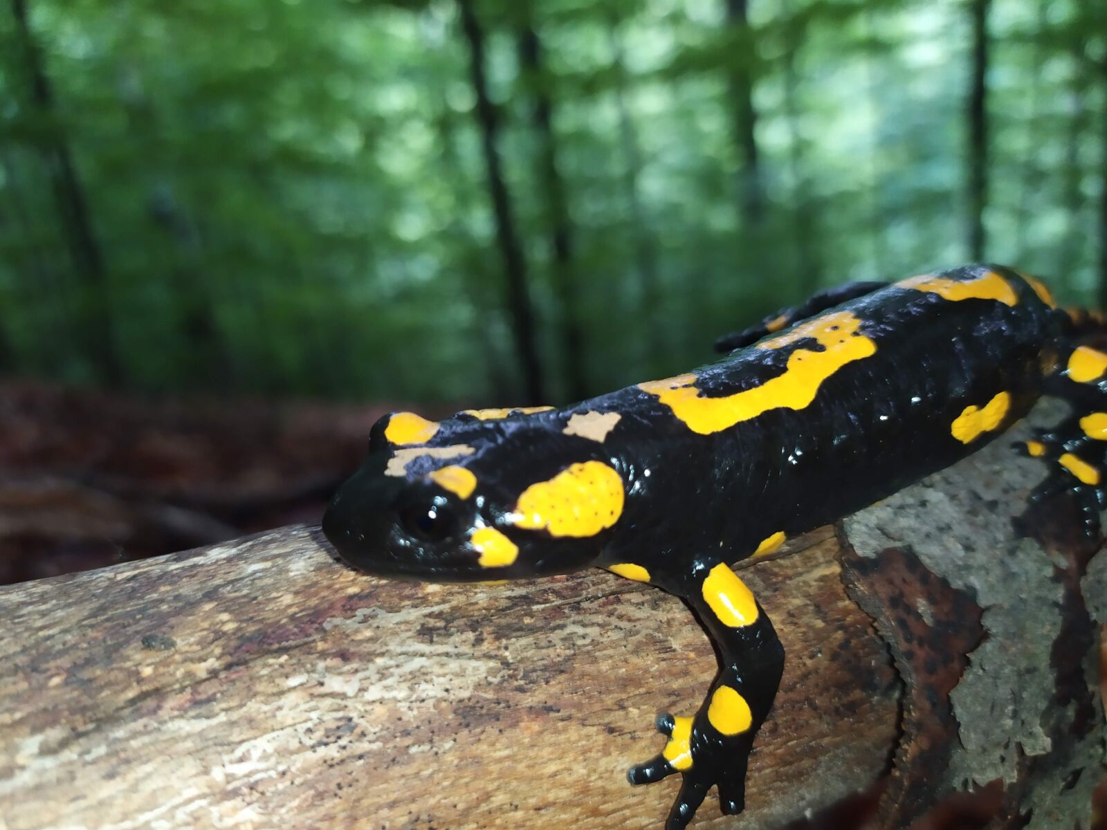 Xiaomi Redmi Note 7 sample photo. Salamander, fire salamander, fire photography