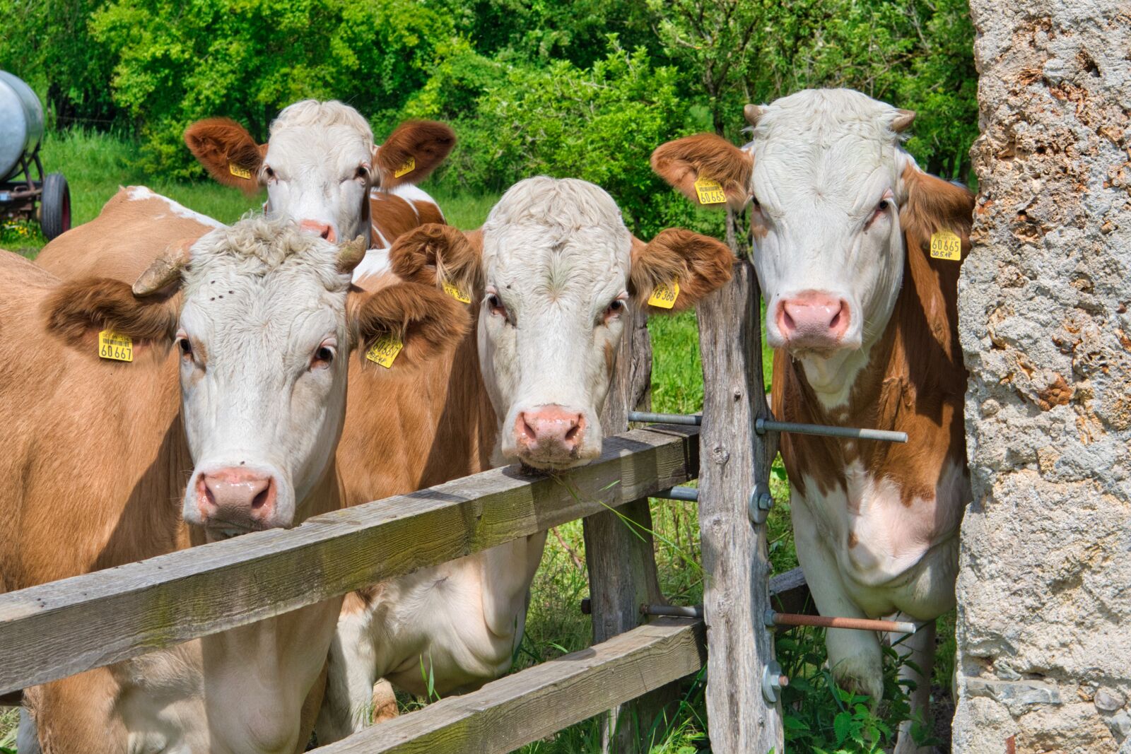 Nikon D7500 sample photo. Cows, cattle, heads photography