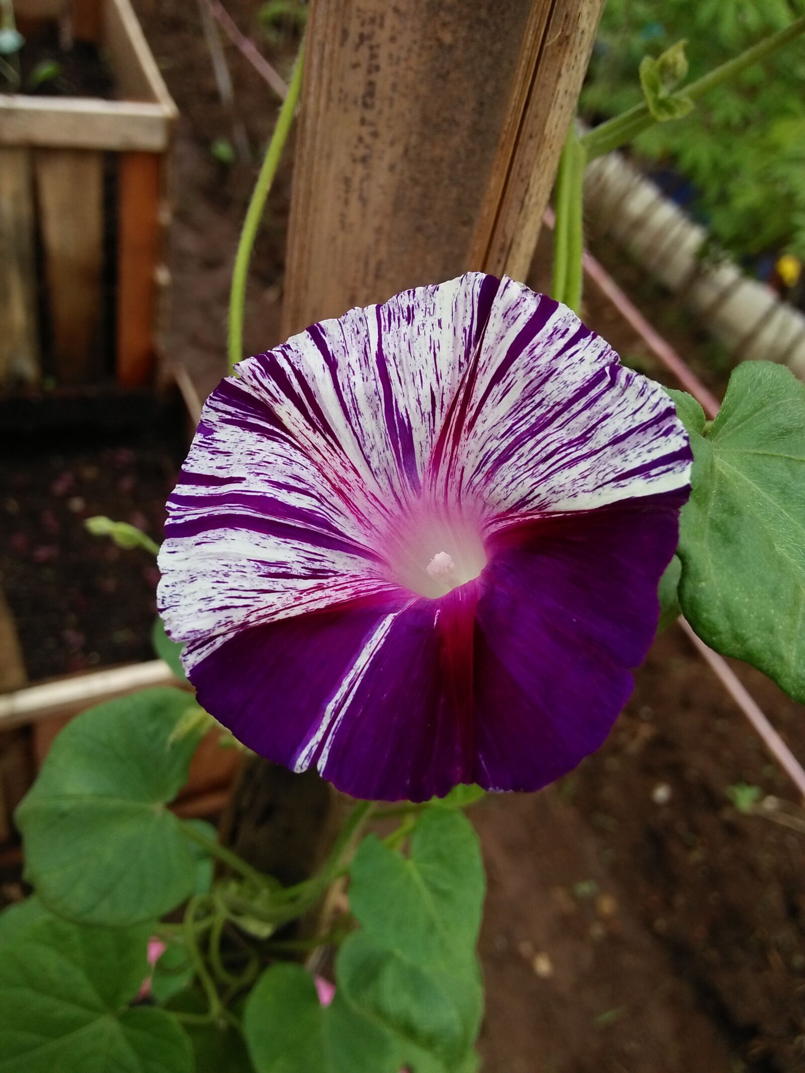 OPPO A37fw-International sample photo. Beautiful, flowers, farming, flower photography