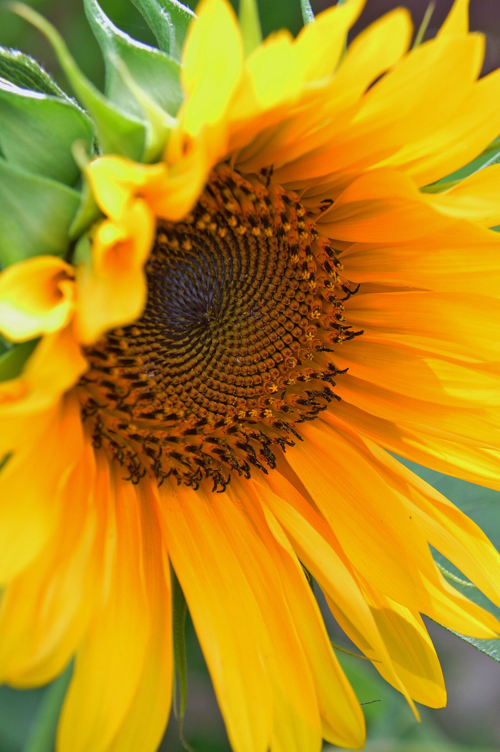 Nikon D3200 sample photo. Sunflower, yellow, flower photography
