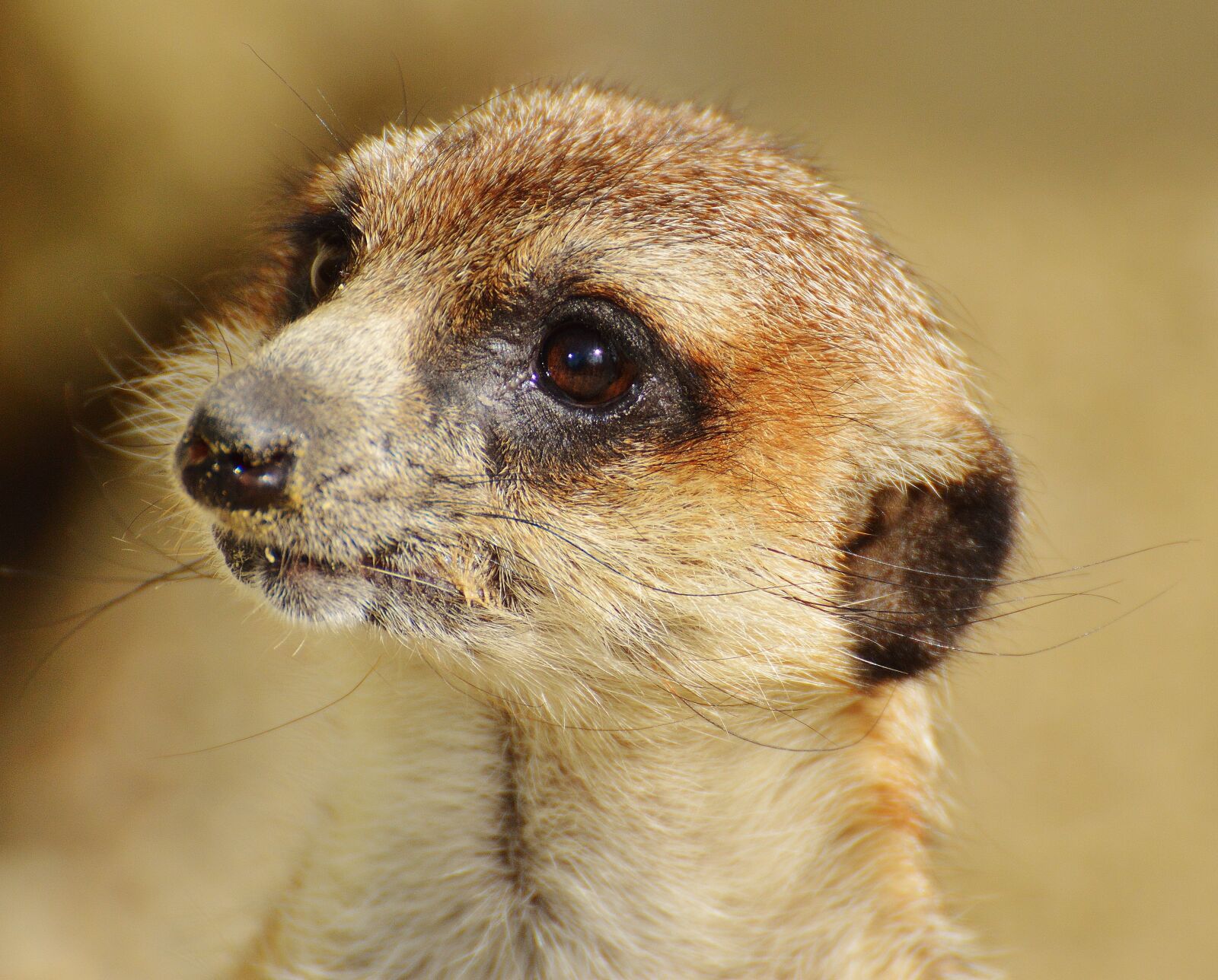 Nikon D3200 sample photo. Meerkat, animal, nature photography