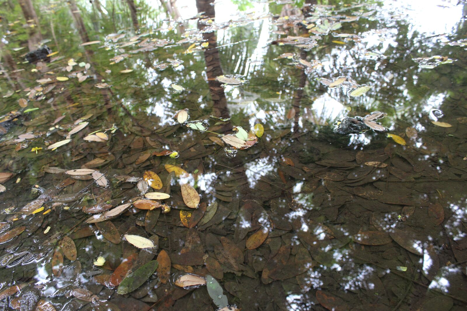 Canon EOS 1300D (EOS Rebel T6 / EOS Kiss X80) sample photo. Water, reflection, leaf photography