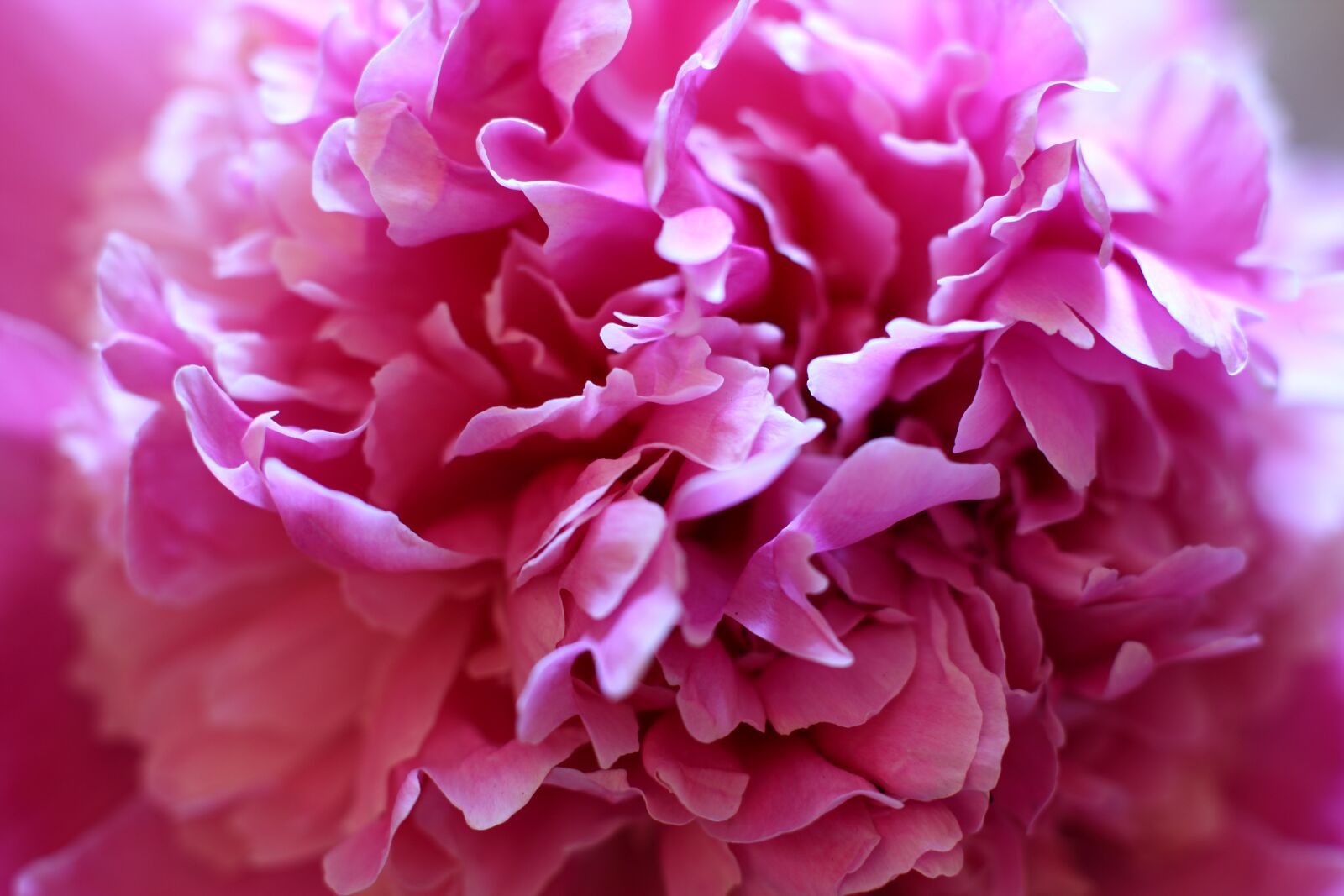 Canon EOS 60D + Canon EF 50mm F1.4 USM sample photo. Peony, peonies, flowers photography