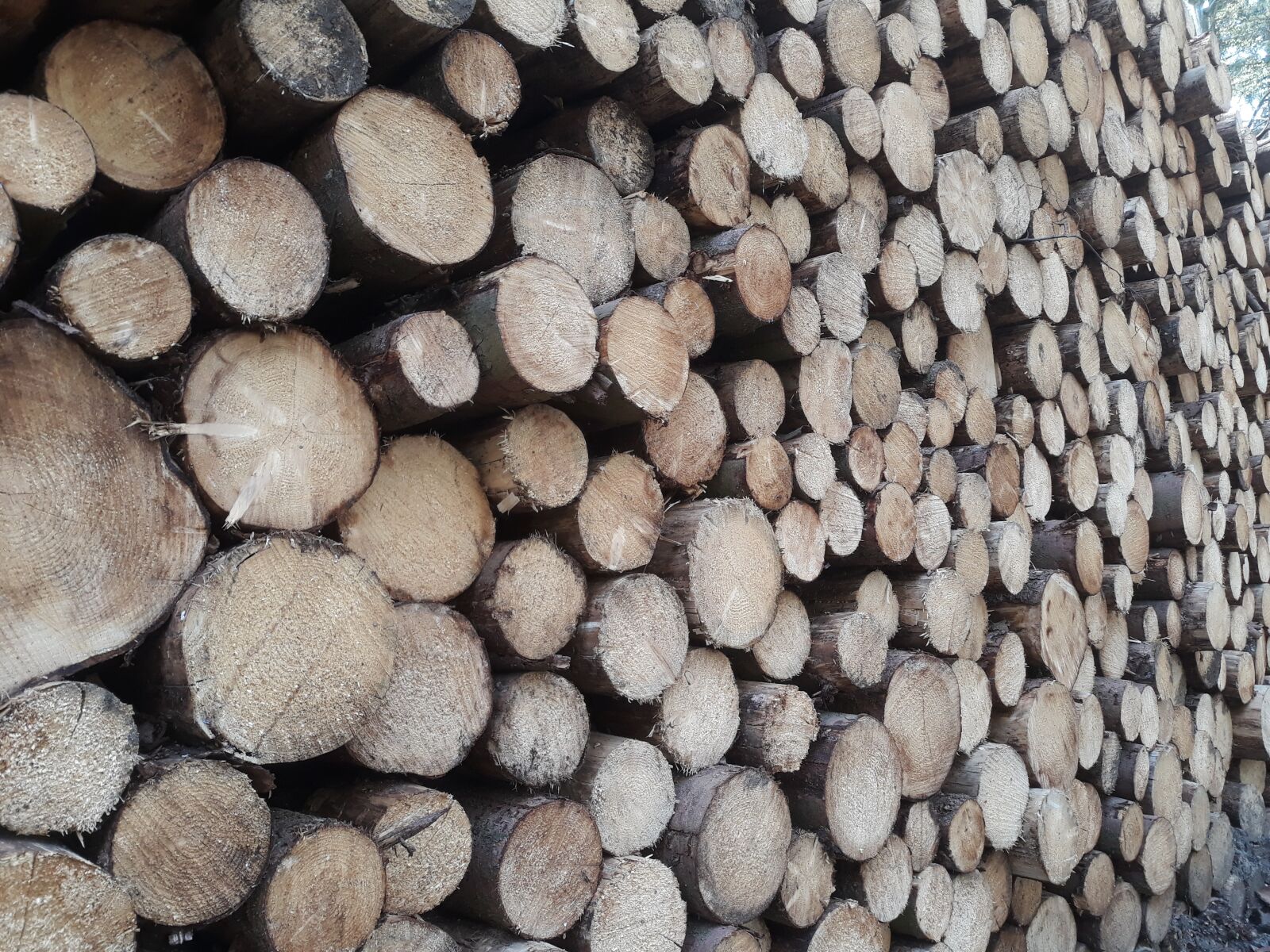 Samsung Galaxy J7 sample photo. Wood, stack, forest photography