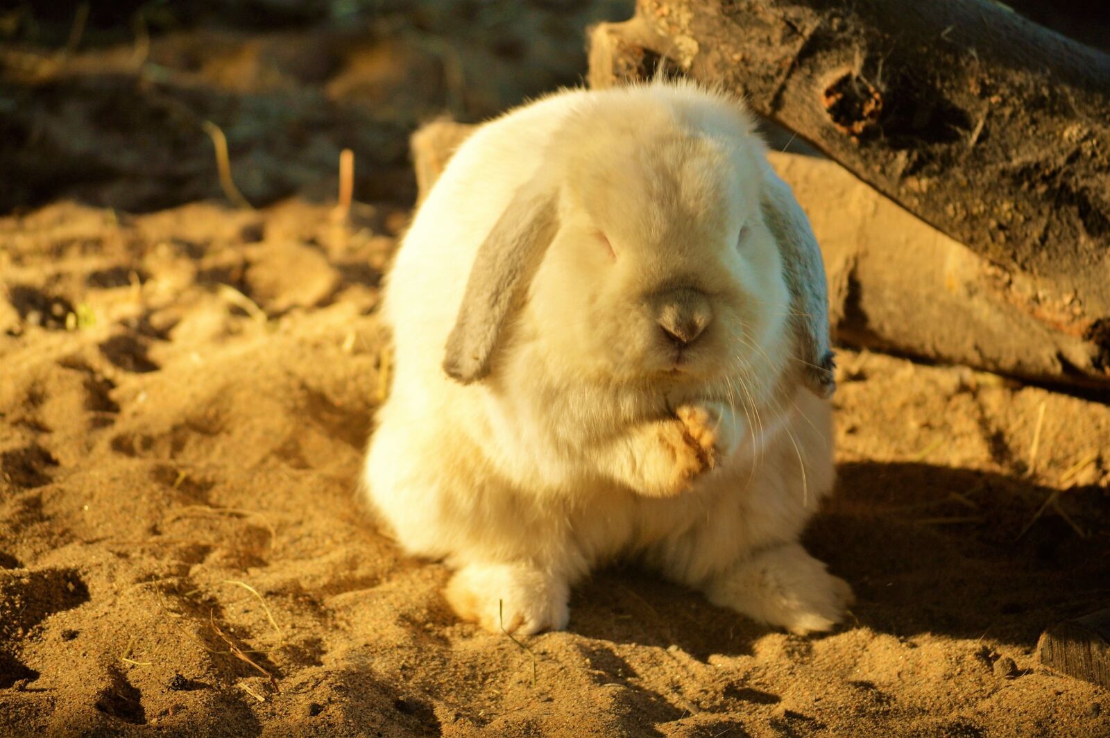 Nikon D3200 sample photo. Cute, rabbit, fluffy photography