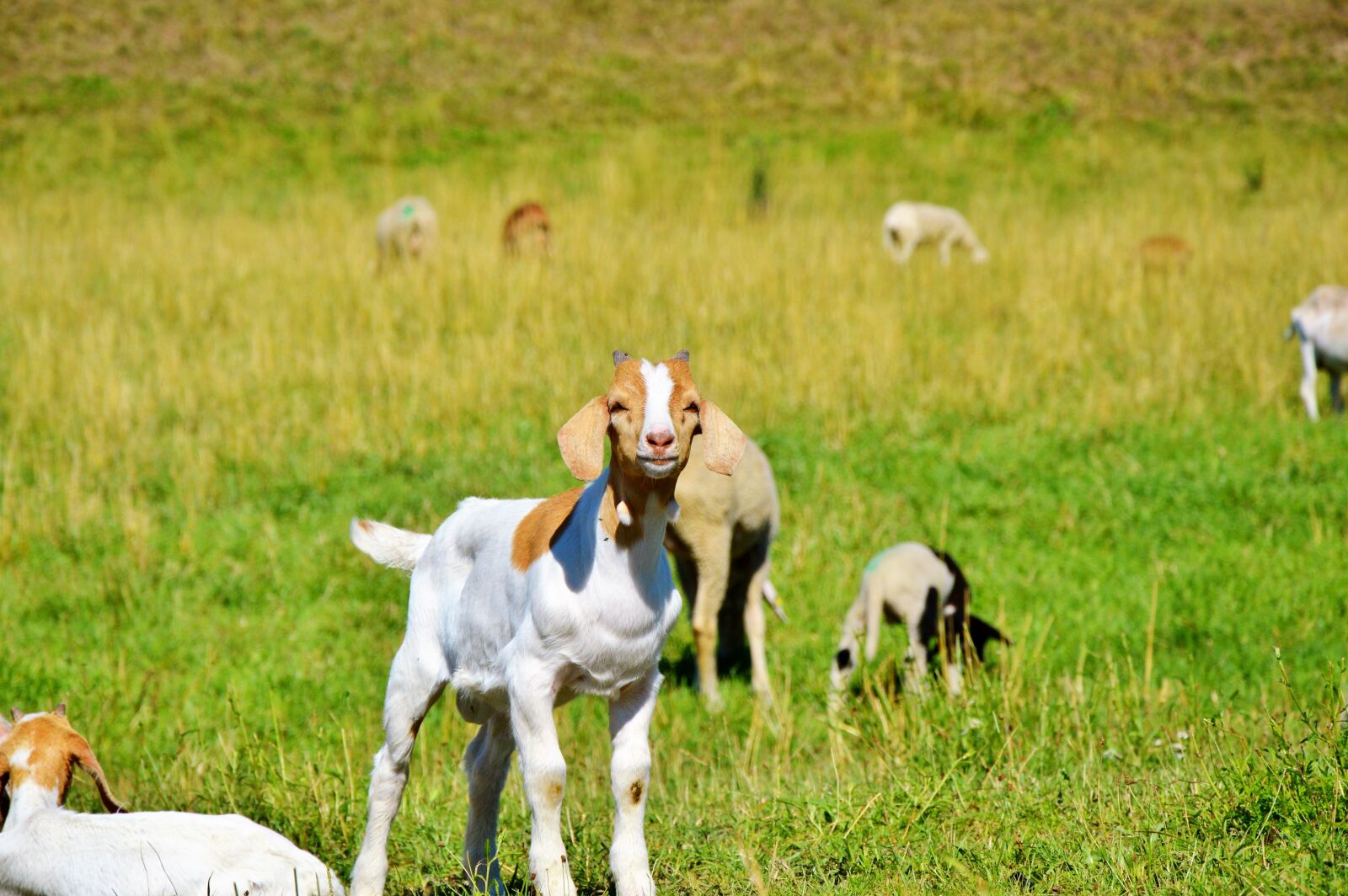 Nikon D3200 sample photo. Goat, prima donna, geiss photography