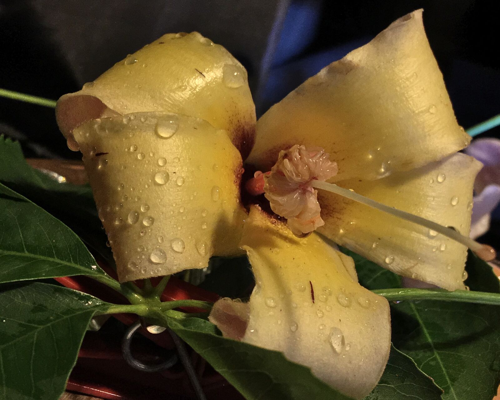 Apple iPhone 6s Plus sample photo. Yellow flower, drops, rain photography