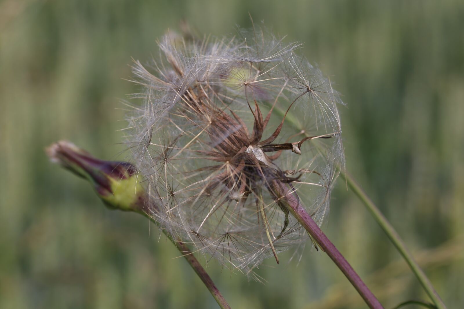 Canon EOS 6D sample photo. Nature, close up, outdoor photography