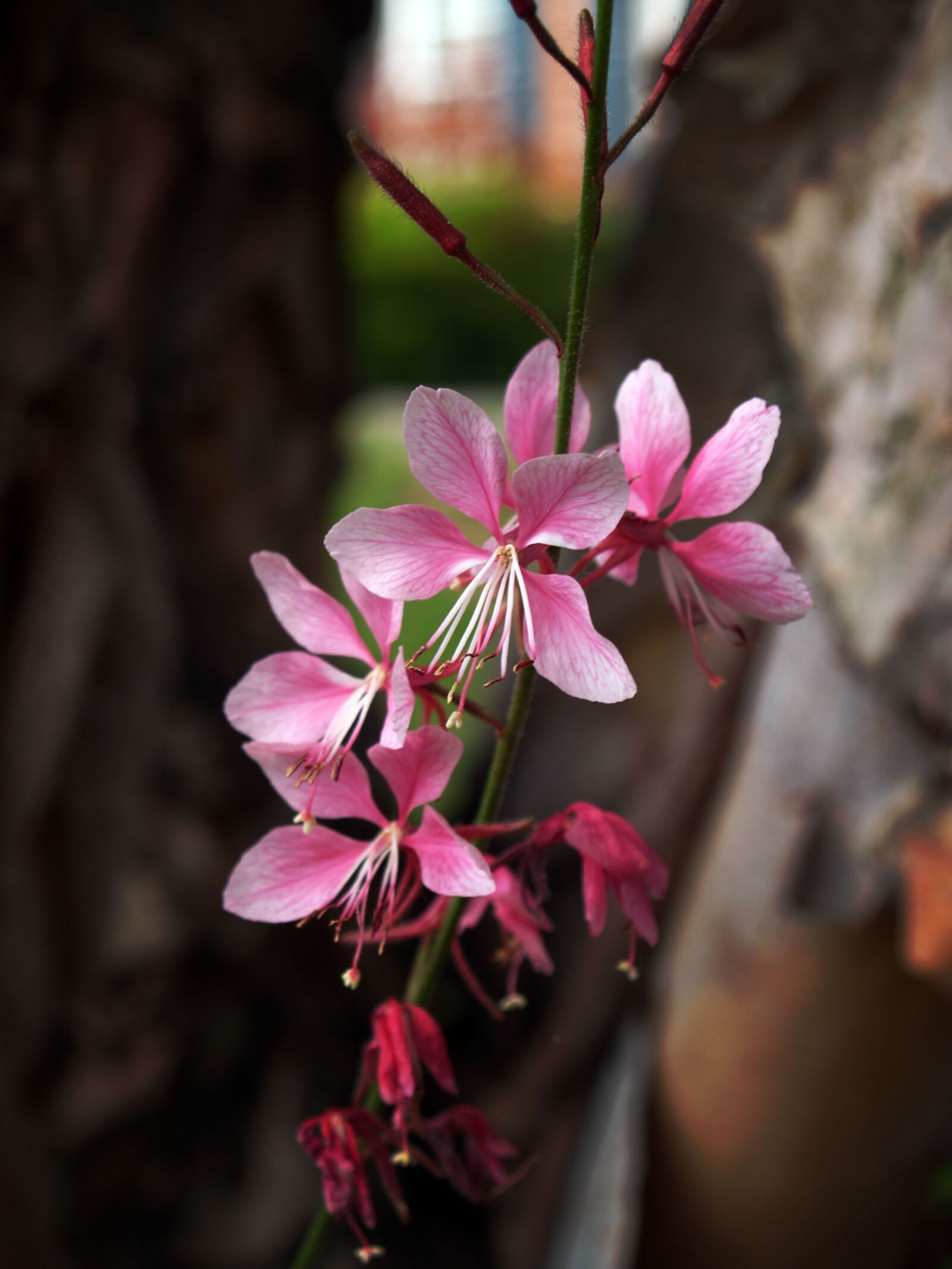 Olympus E-300 (EVOLT E-300) sample photo. Japanese maple, bloom, blossom photography