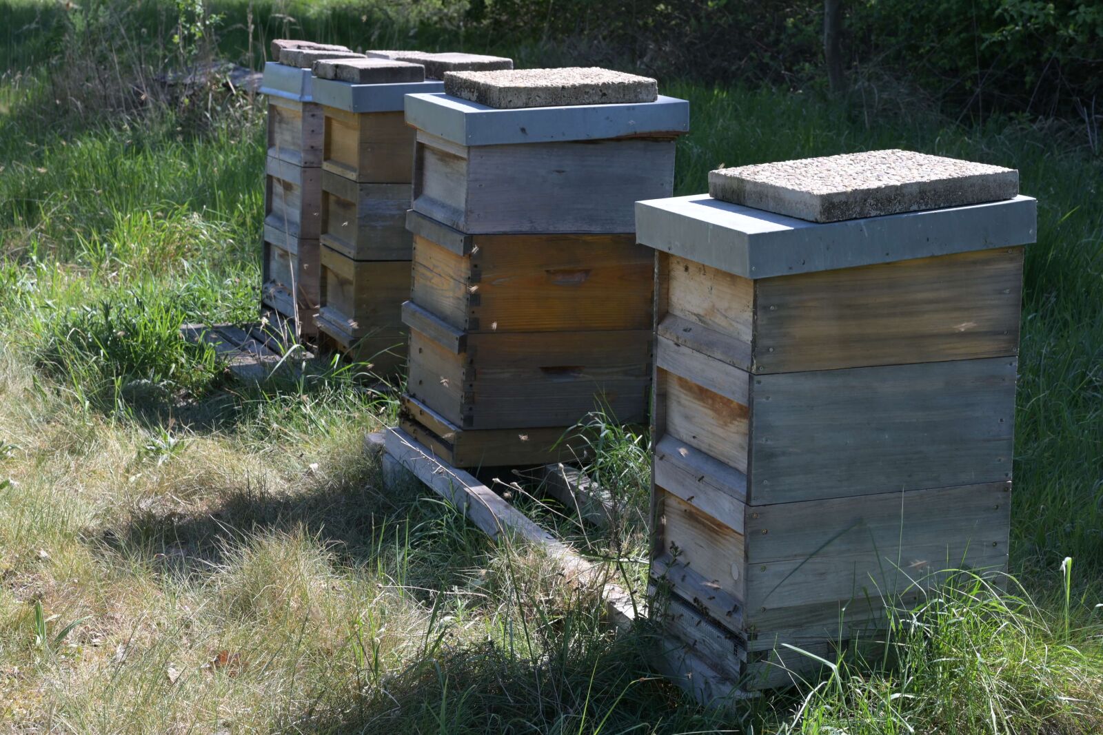 Nikon Nikkor Z 24-70mm F4 S sample photo. Beehive, honey, beekeeping photography