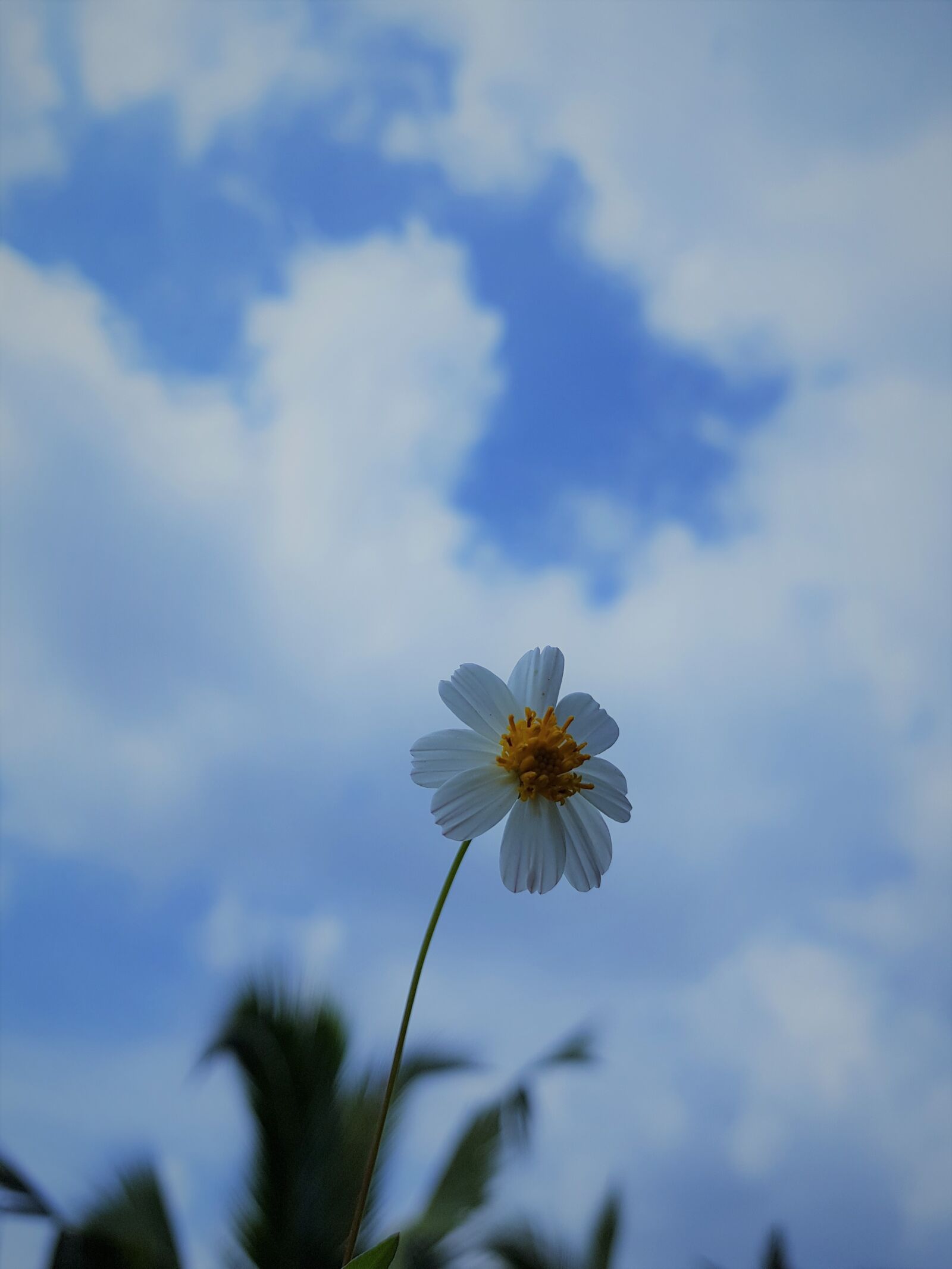 Samsung Galaxy Note Fan Edition sample photo. Wildflowers, white flower, wildflower photography