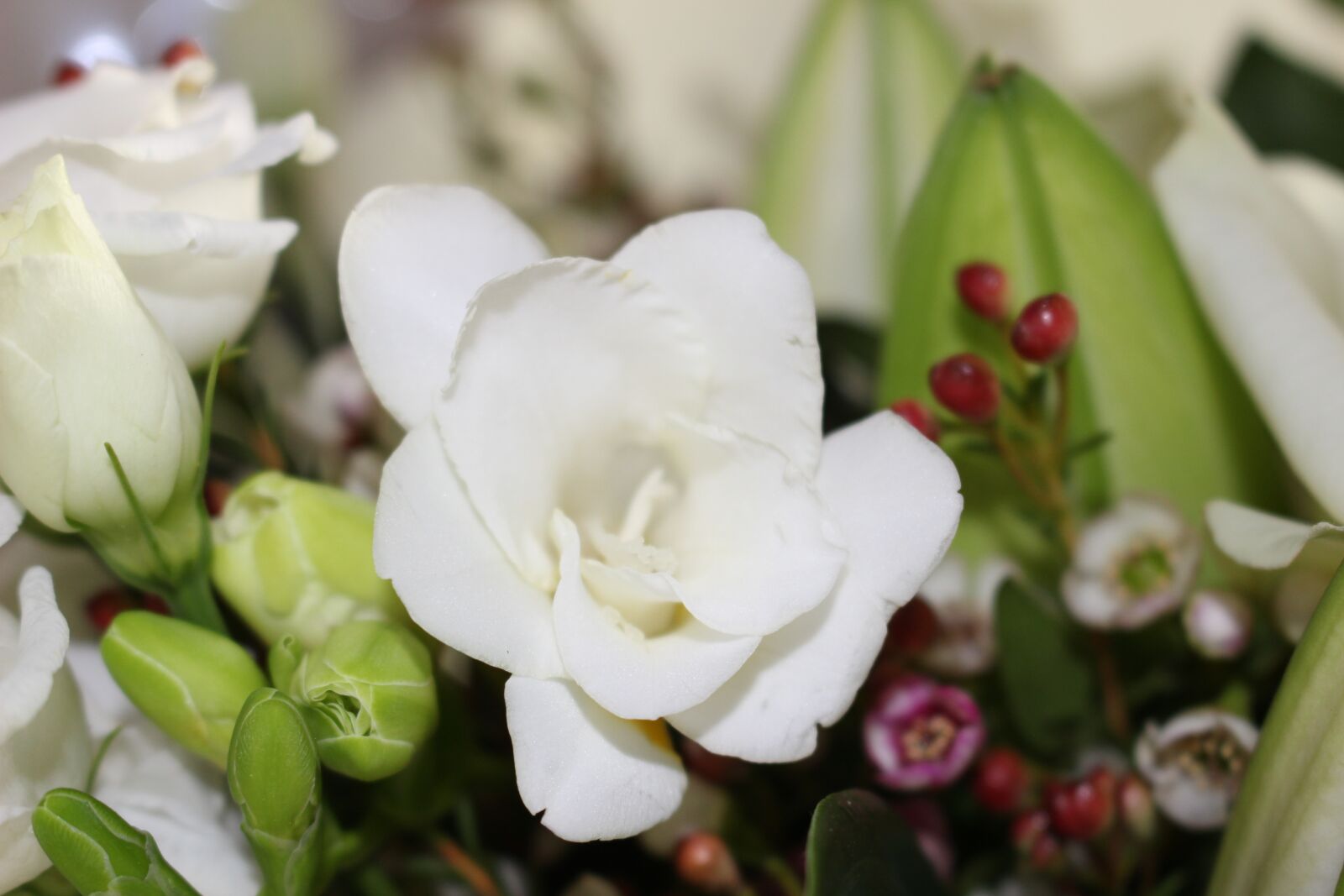 Canon EOS 100D (EOS Rebel SL1 / EOS Kiss X7) sample photo. Flower, white, bloom photography