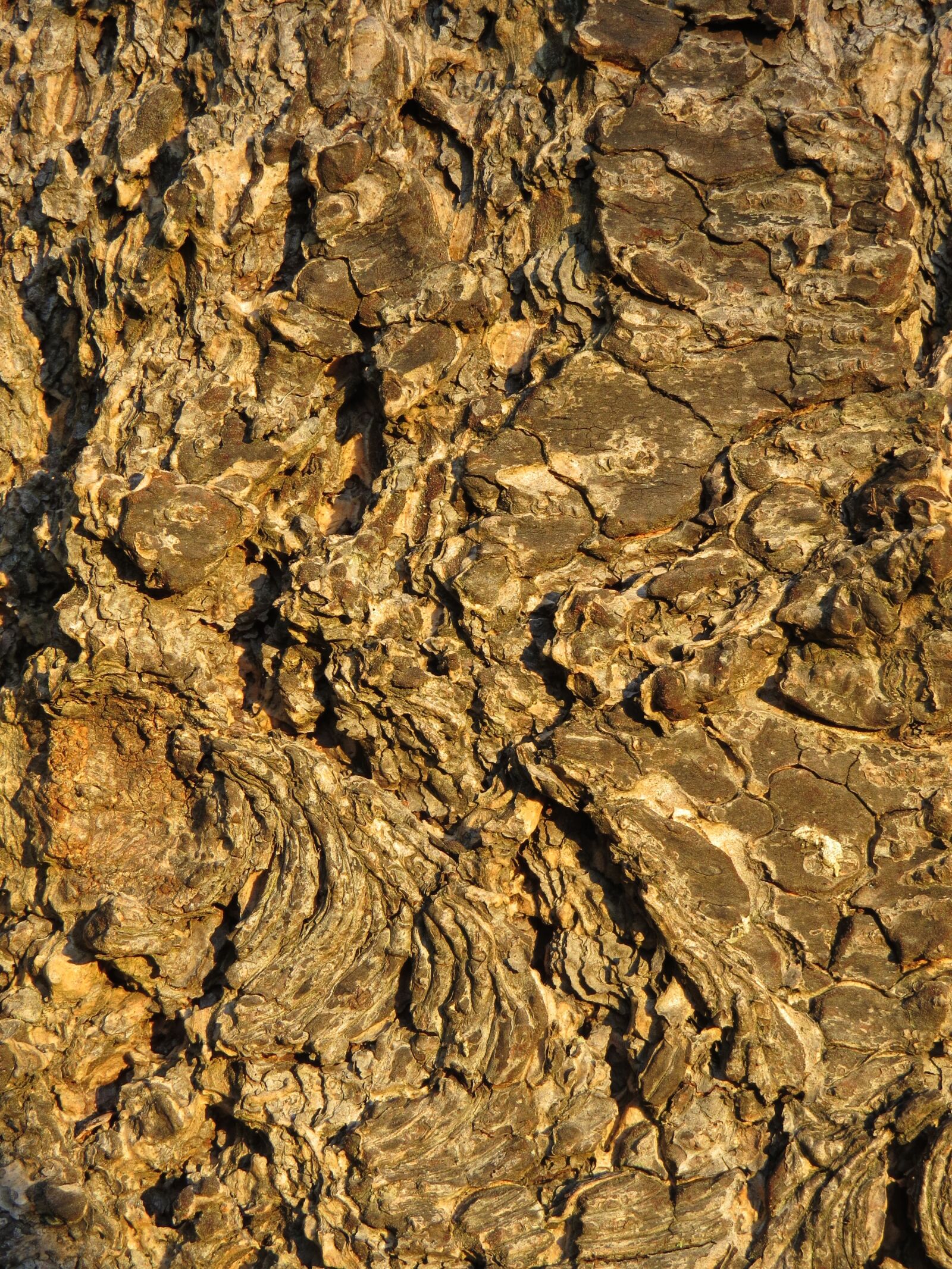 Canon PowerShot SX50 HS sample photo. Wood, bark, nature photography