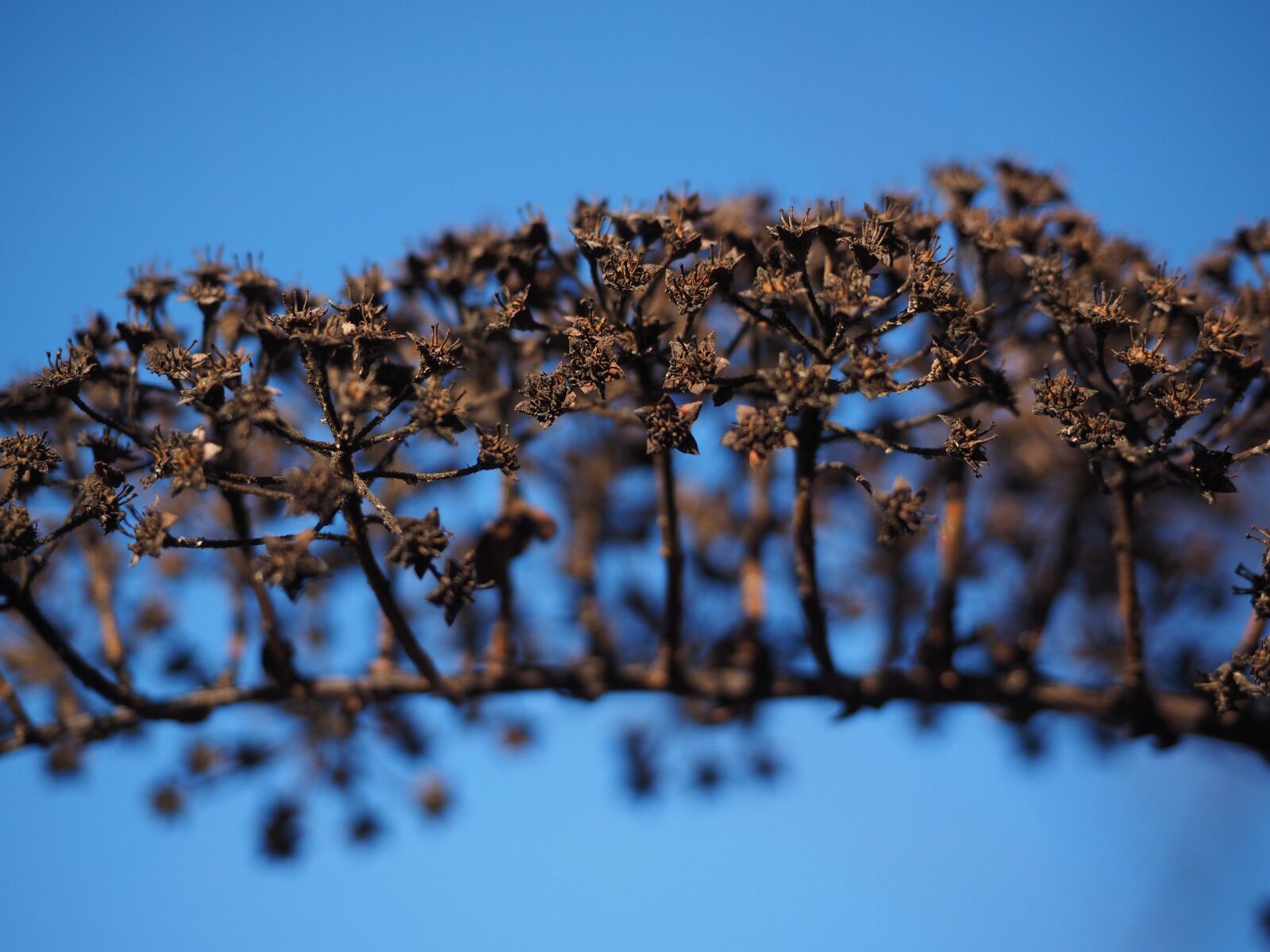 Olympus OM-D E-M1 + Olympus M.Zuiko Digital ED 12-40mm F2.8 Pro sample photo. Ornamental shrub, withered, dry photography