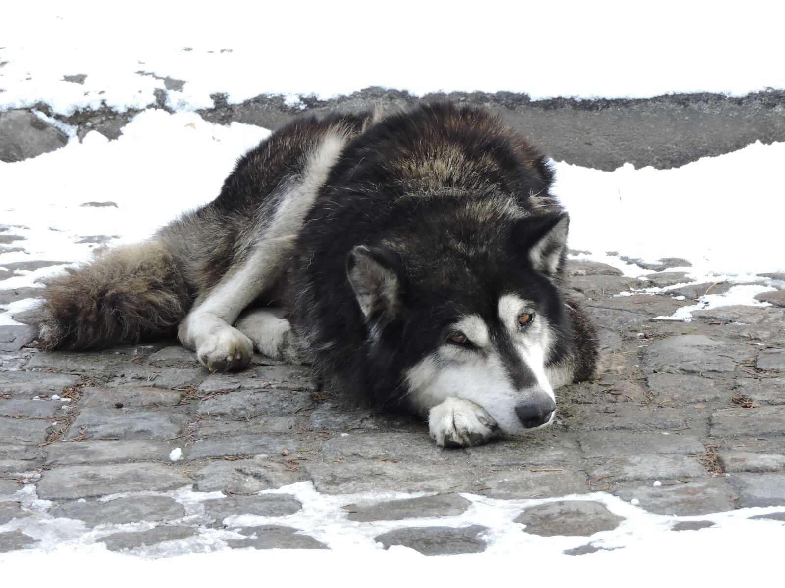 Nikon Coolpix P600 sample photo. Winter, dog, pet photography