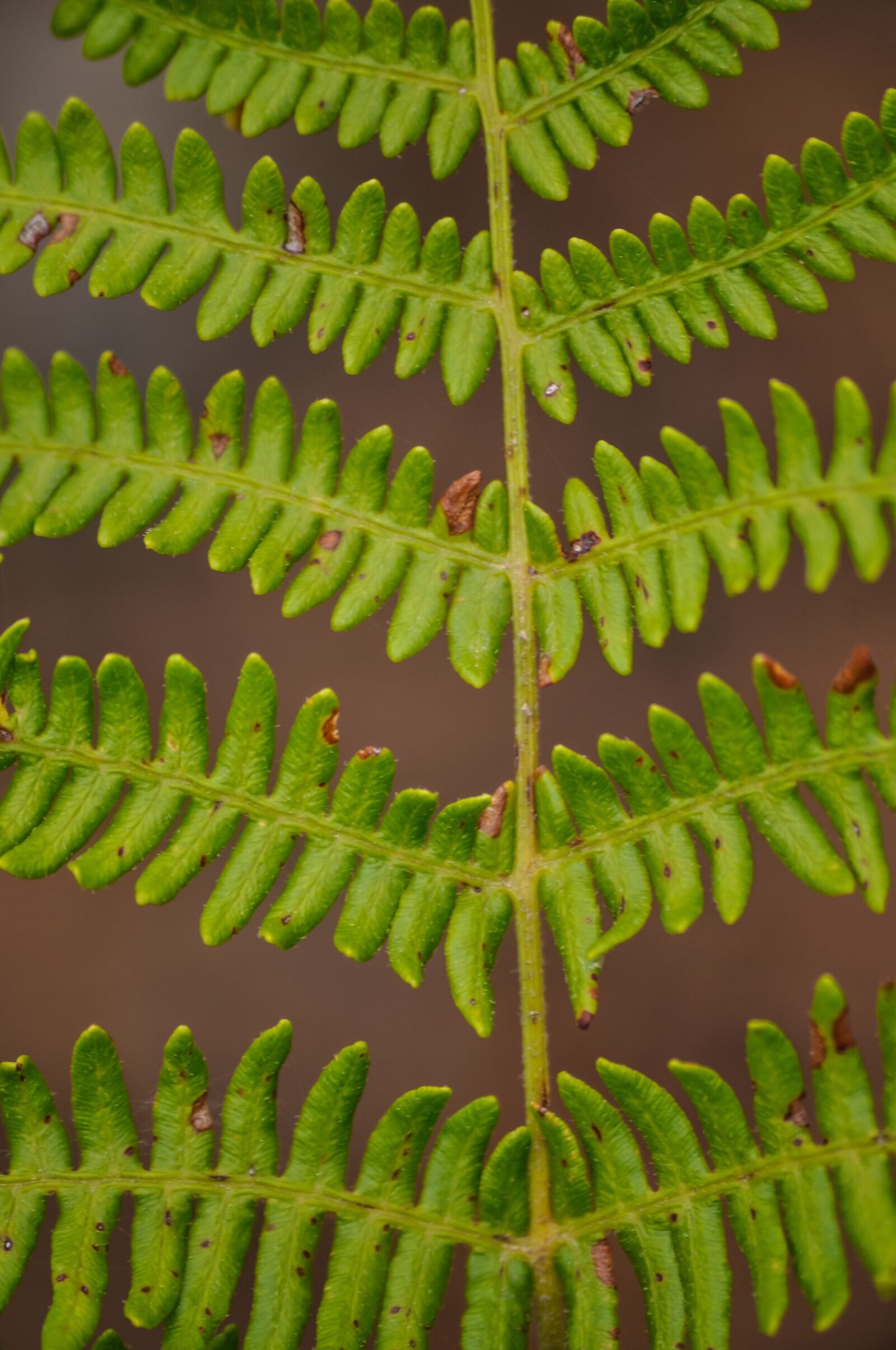 Nikon D90 sample photo. Fern, nature, leaves photography
