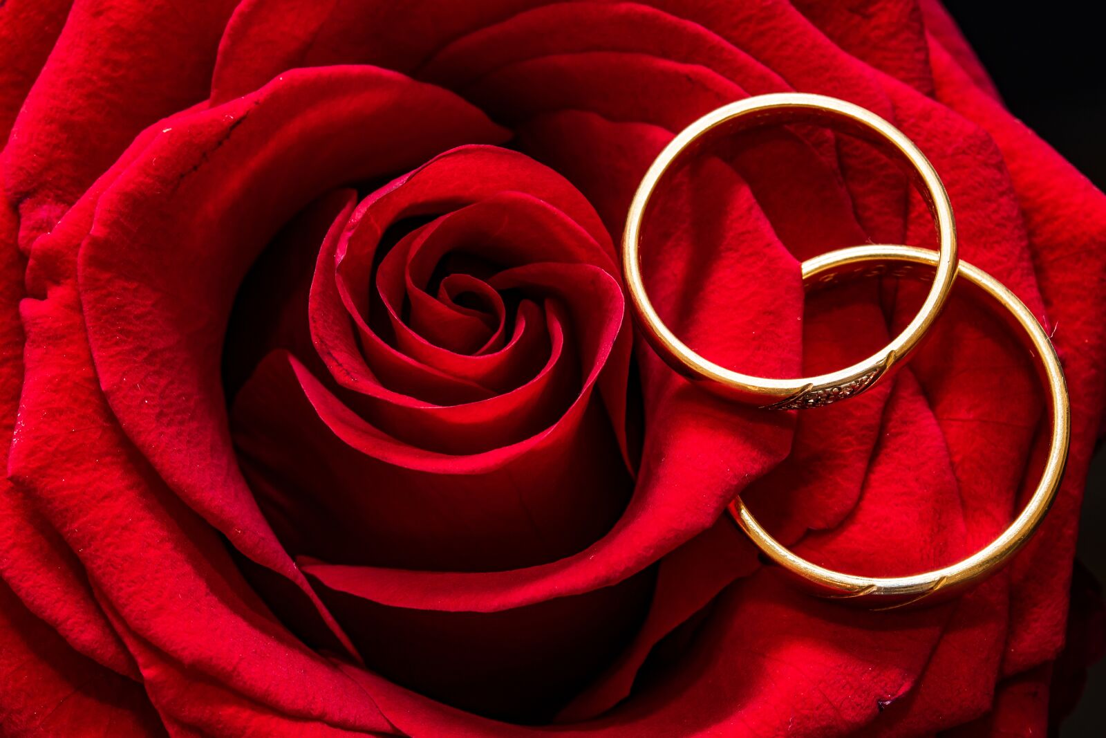 Canon EF-S 60mm F2.8 Macro USM sample photo. Wedding rings, rose, rings photography
