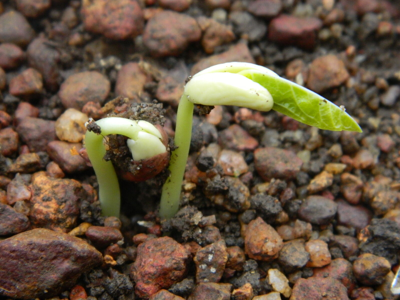 Nikon Coolpix L120 sample photo. Young, plant photography