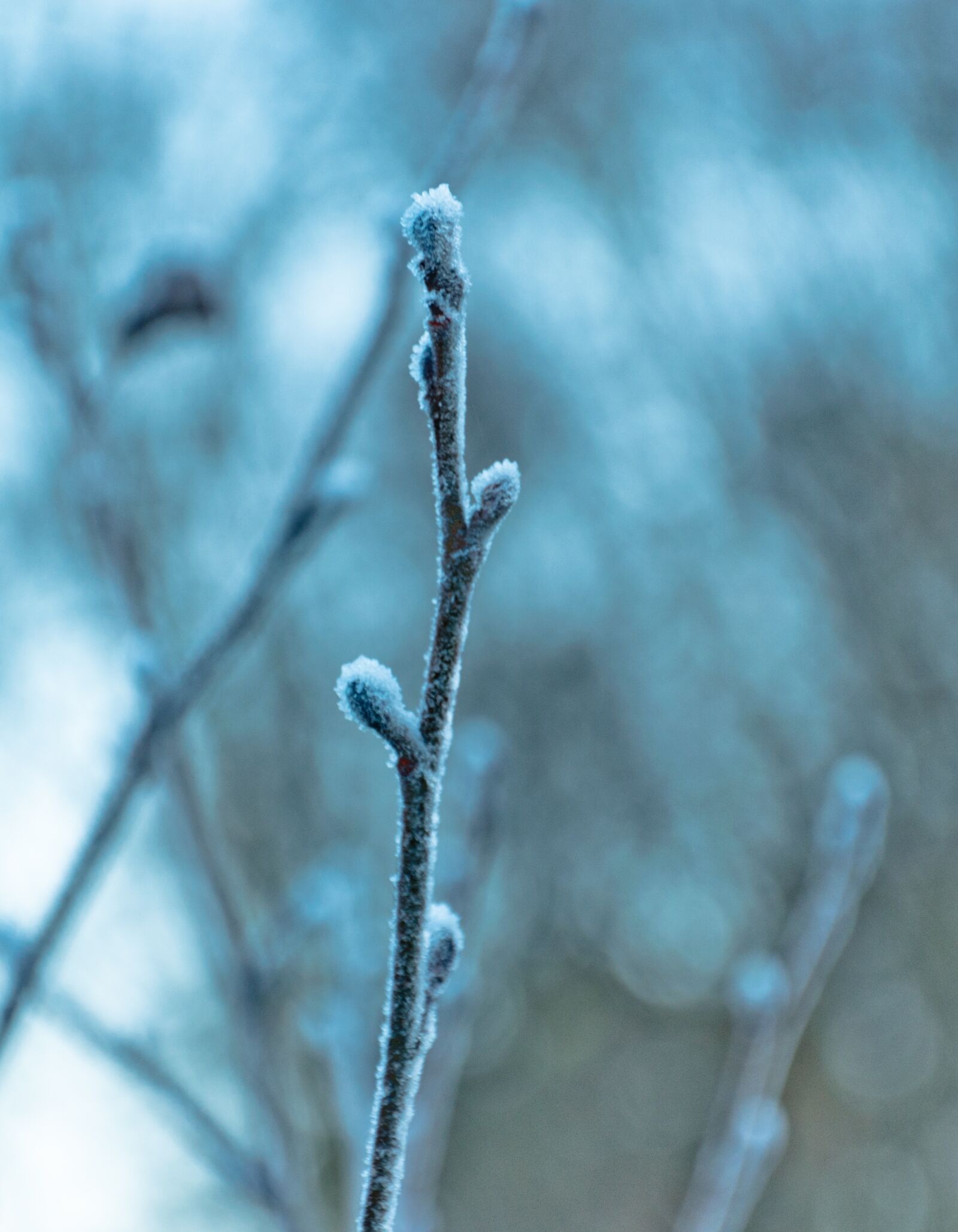 Nikon D3300 sample photo. Stick, frozen, cold photography