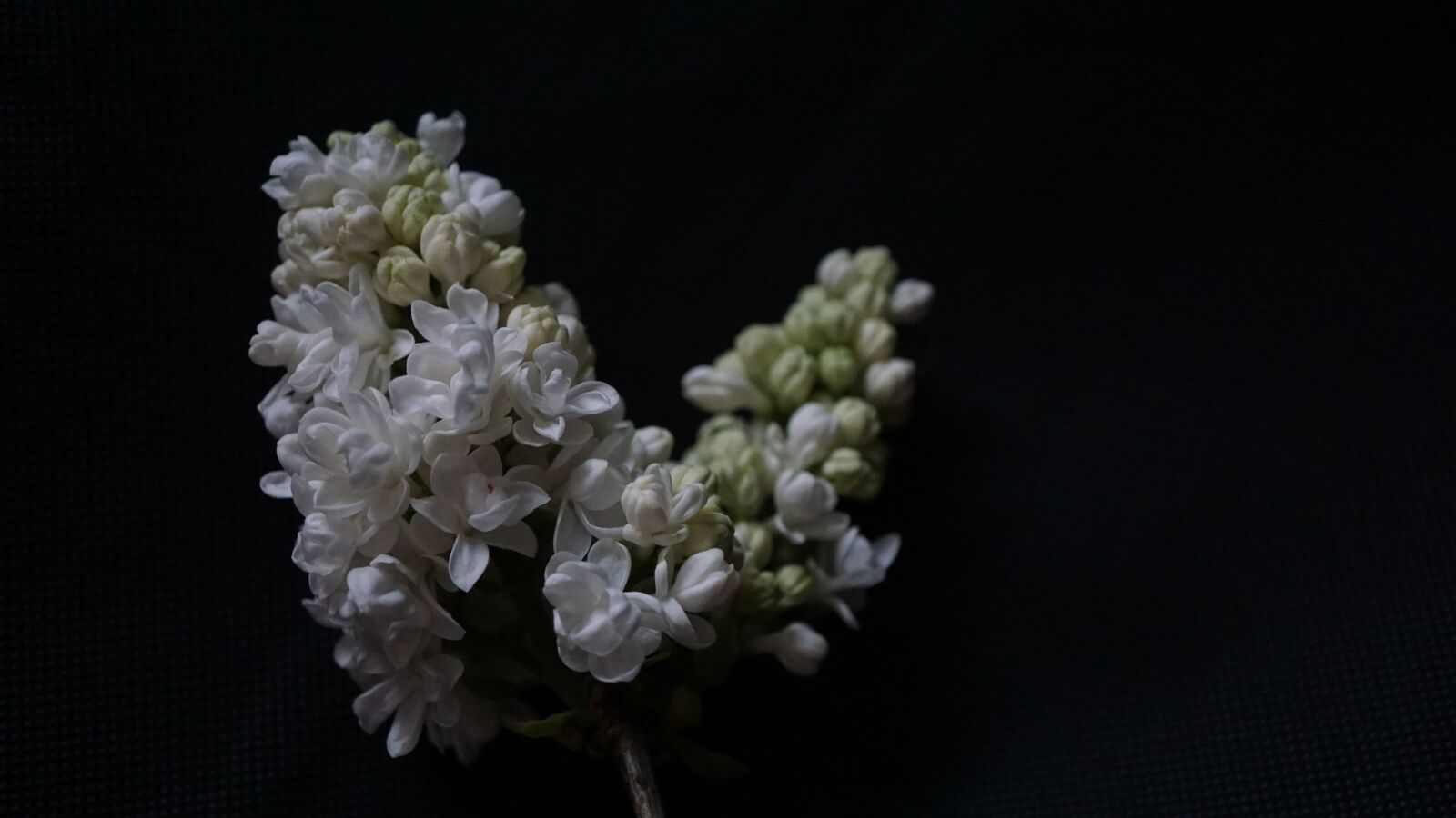 Sony a6000 sample photo. Lilac branch, white, background photography