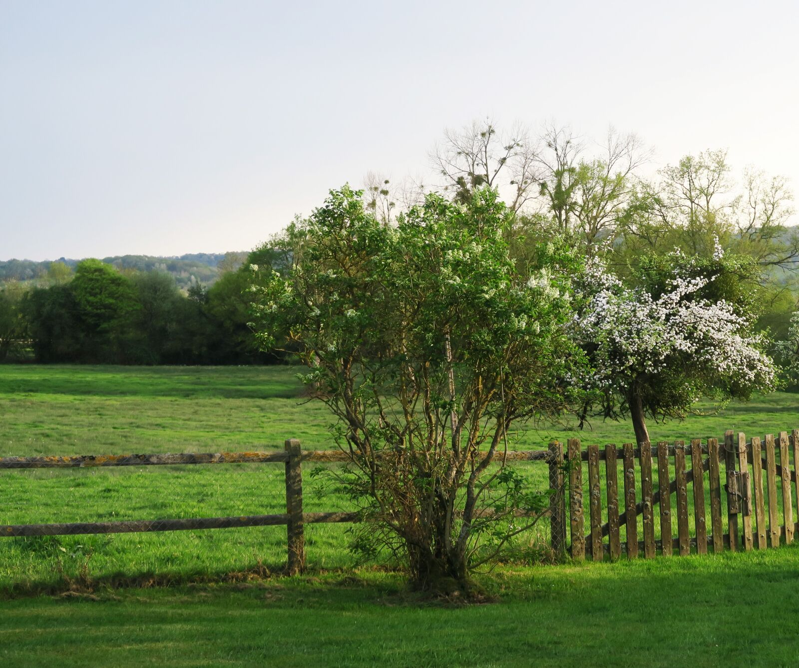 Canon PowerShot G5 X sample photo. Tree, nature, landscape photography