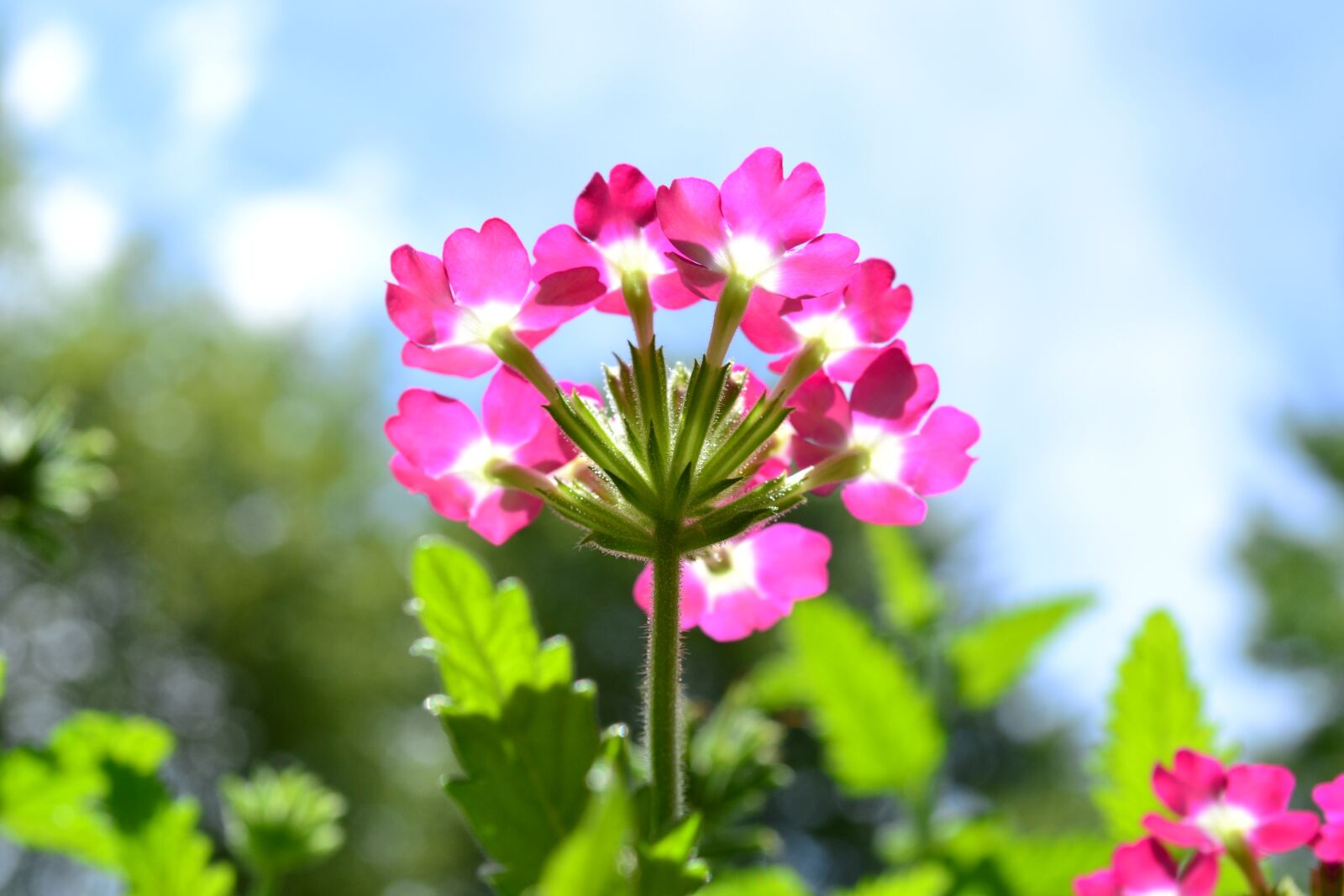 Nikon D3100 sample photo. Beautiful, flowers, bloom photography