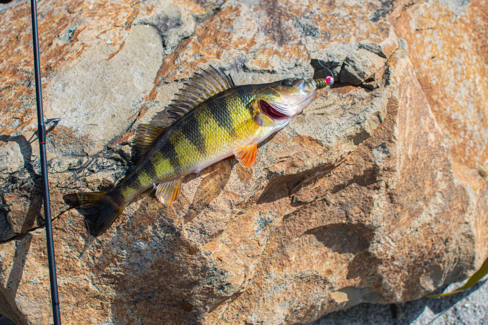 Nikon D500 sample photo. Perch, fish, fishing photography