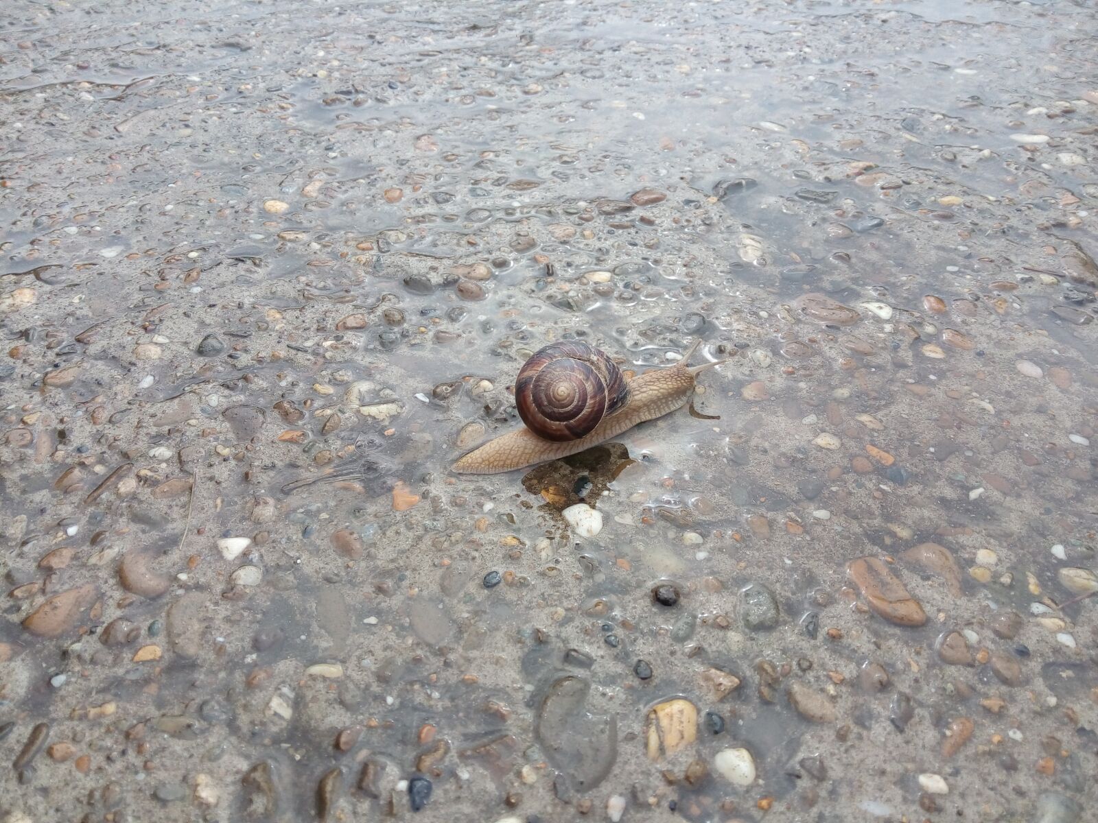 HUAWEI G750-U10 sample photo. Snail, water, road photography
