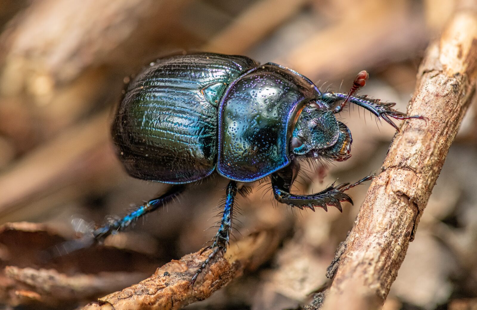 Nikon D850 sample photo. Beetle, insect, entomology photography