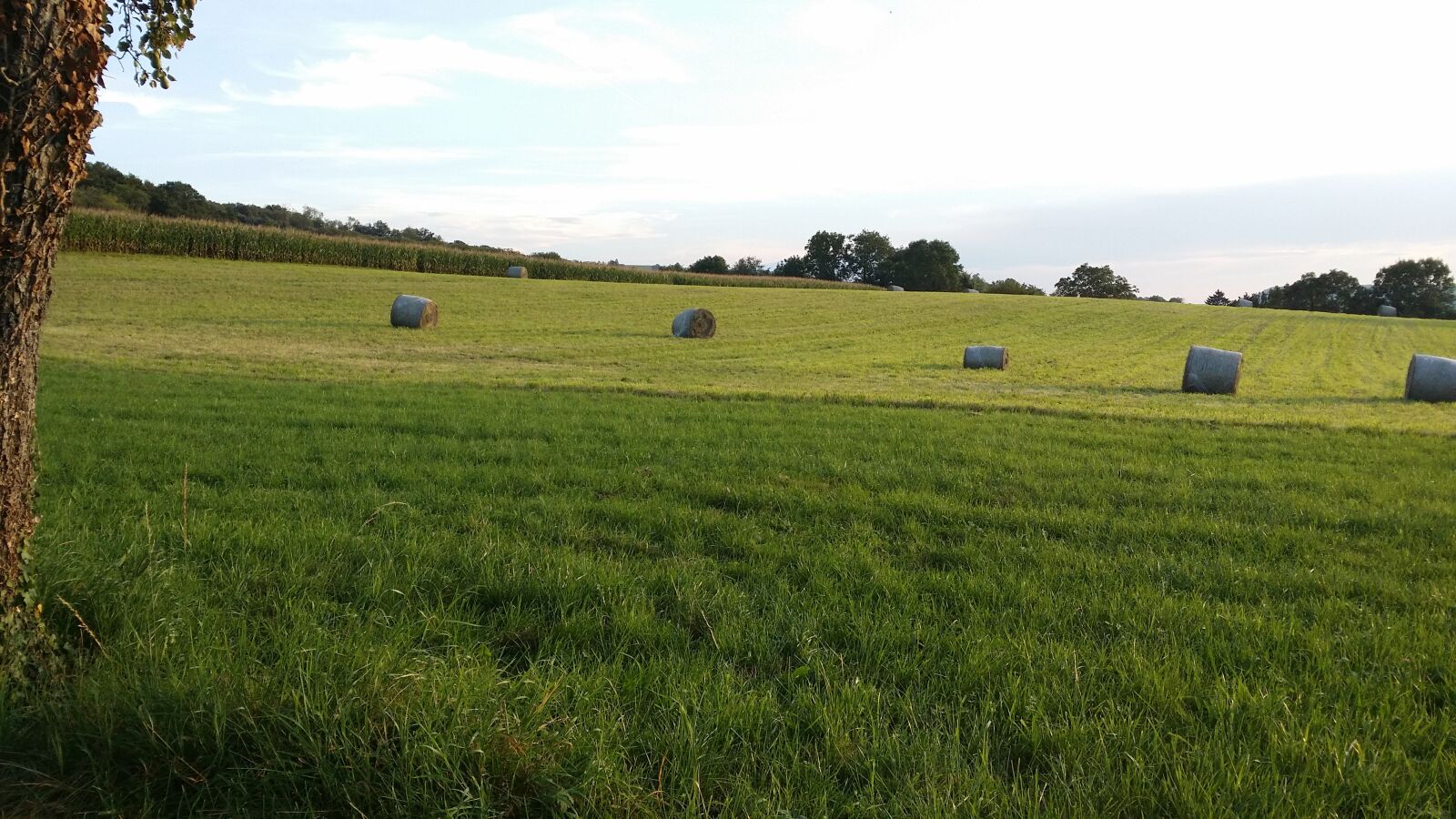 Samsung Galaxy S4 sample photo. Field, haystacks, june photography