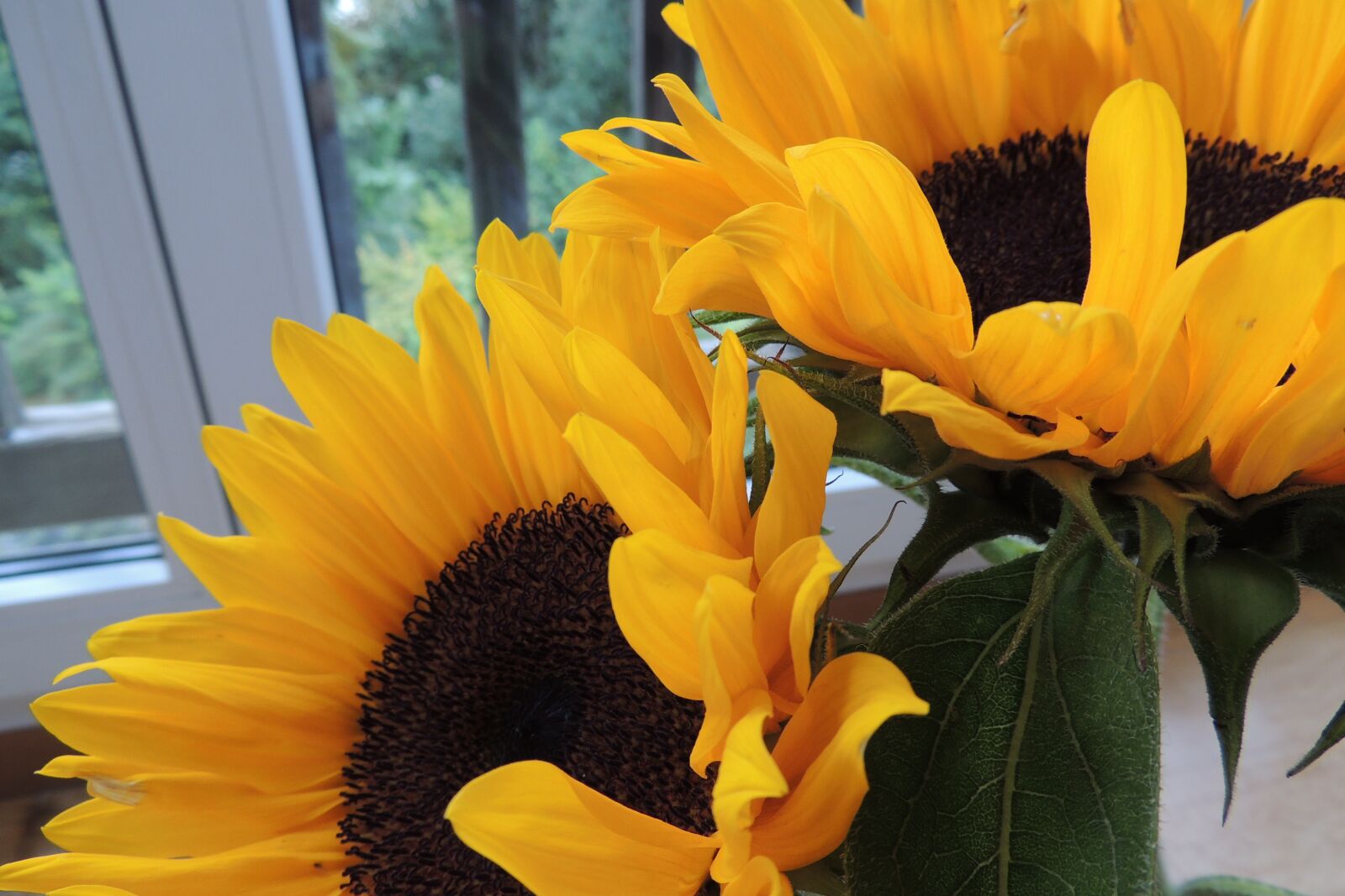 Nikon Coolpix P510 sample photo. Flowers, sunflower, yellow photography