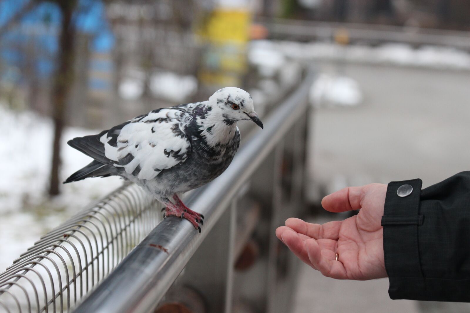 Canon EOS 650D (EOS Rebel T4i / EOS Kiss X6i) sample photo. Dove, winter, hungry photography