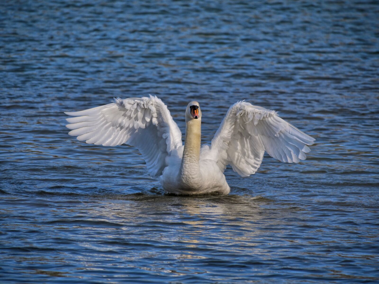 Panasonic Lumix DC-G9 sample photo. Swan, bird, plumage photography