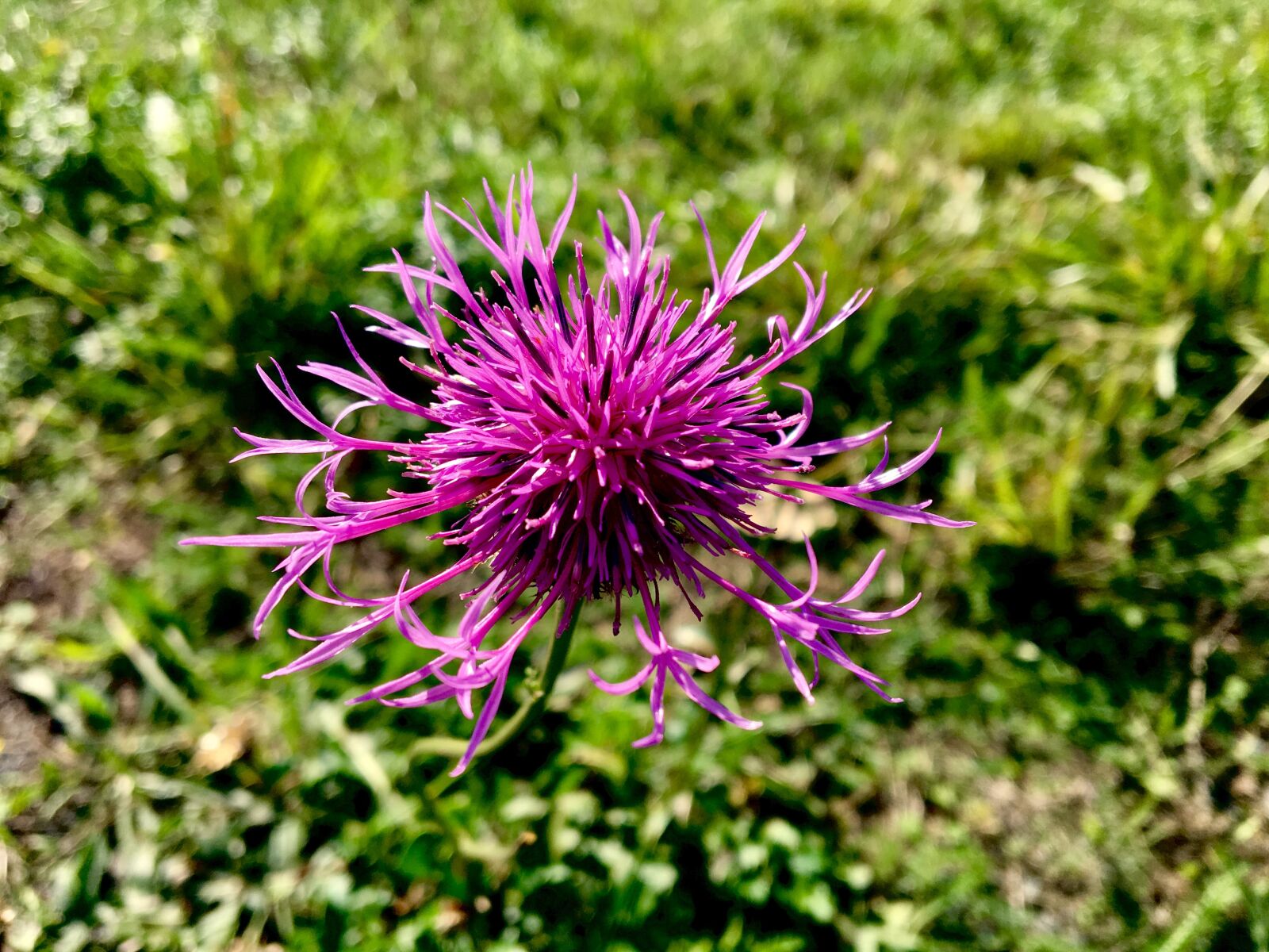 Apple iPhone 6s sample photo. Thistle, blossom, bloom photography
