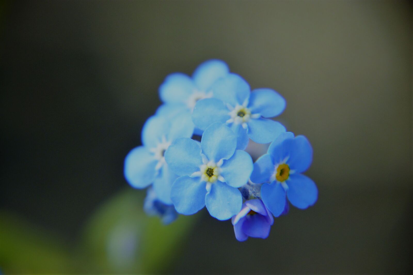 Nikon D3200 sample photo. Myosotis, blue, flower photography