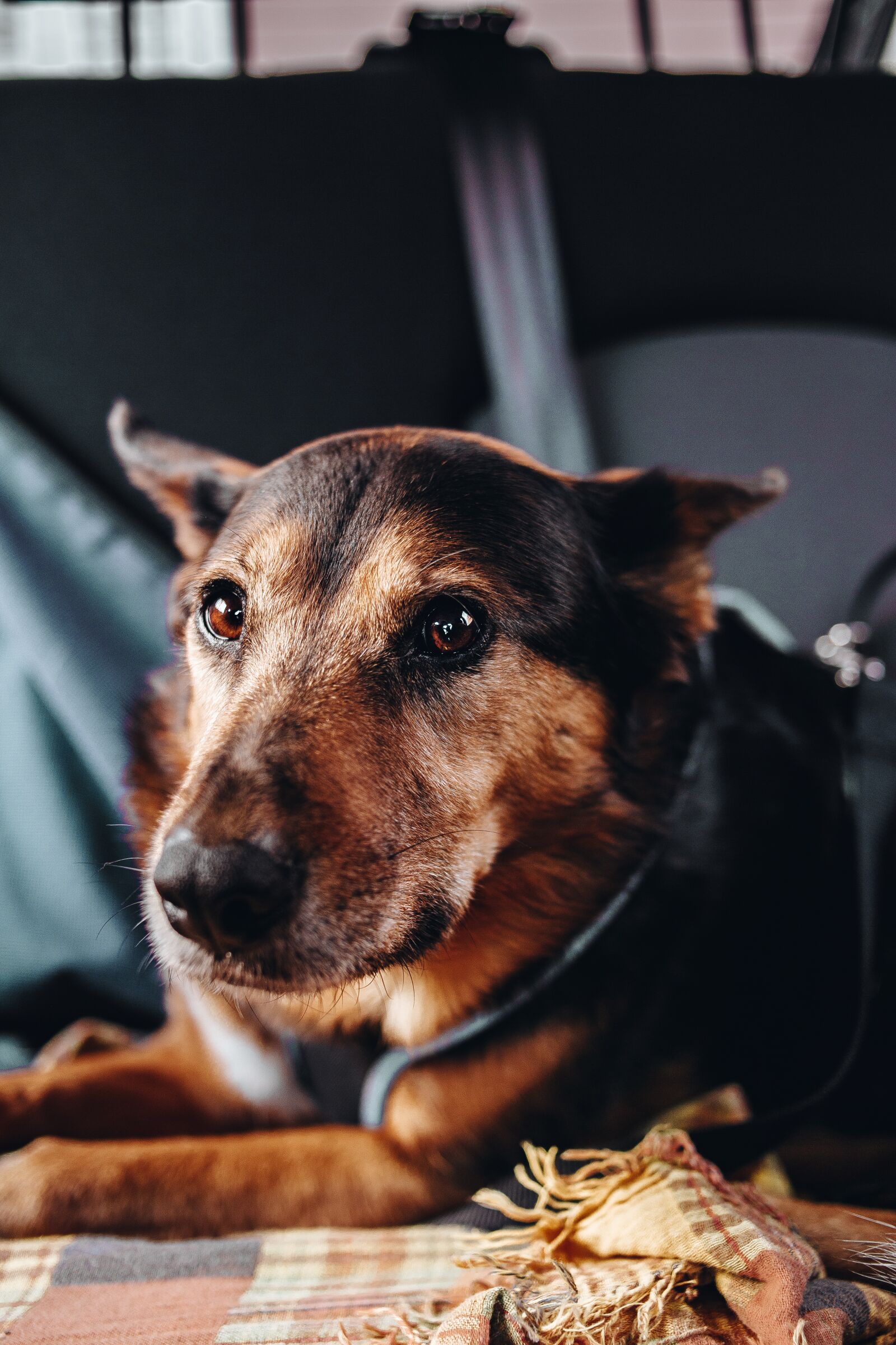 Canon EOS 6D sample photo. Dog, cute, eyes photography