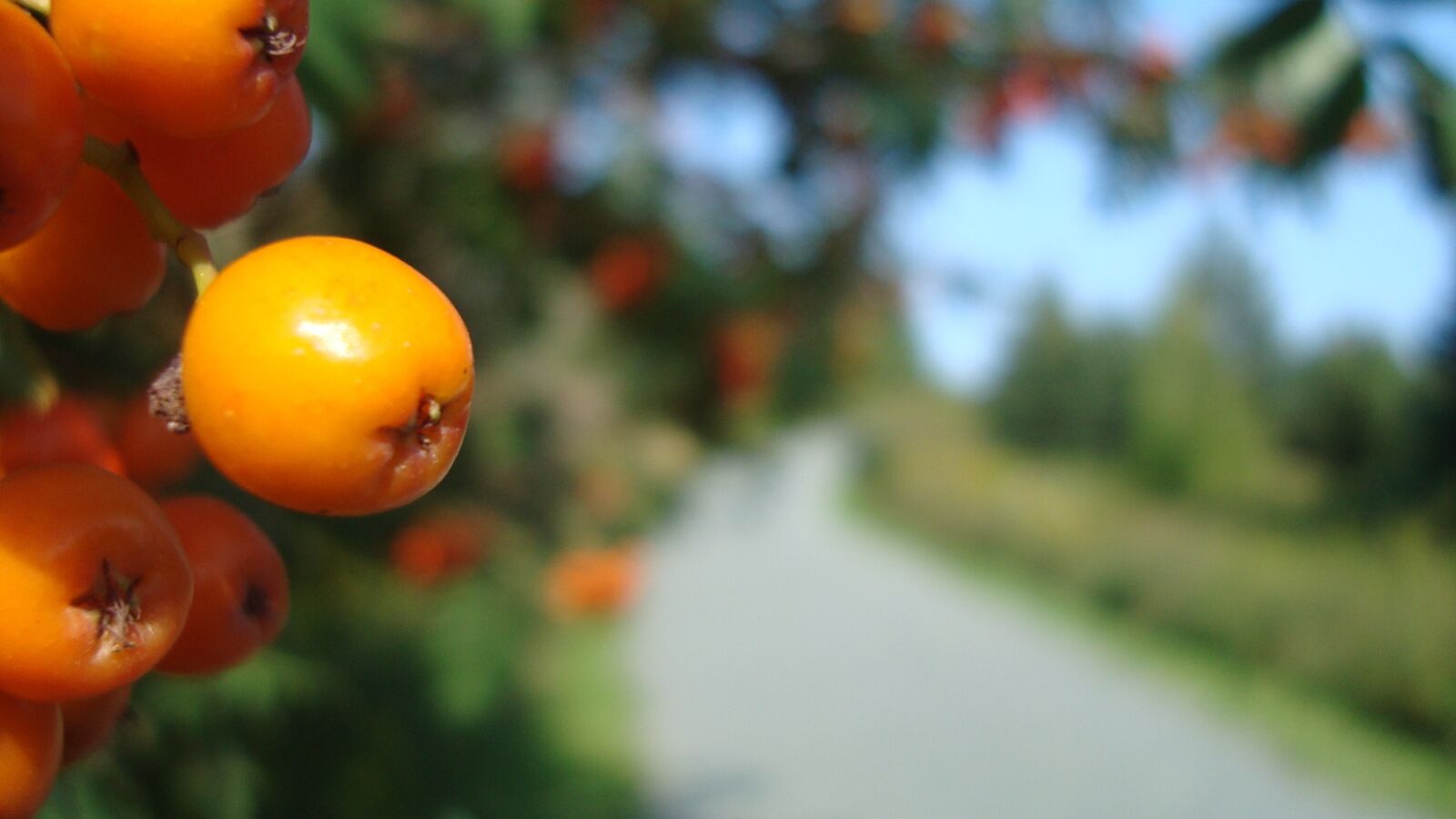 Sony Cyber-shot DSC-W120 sample photo. Berries, fruit, trail photography