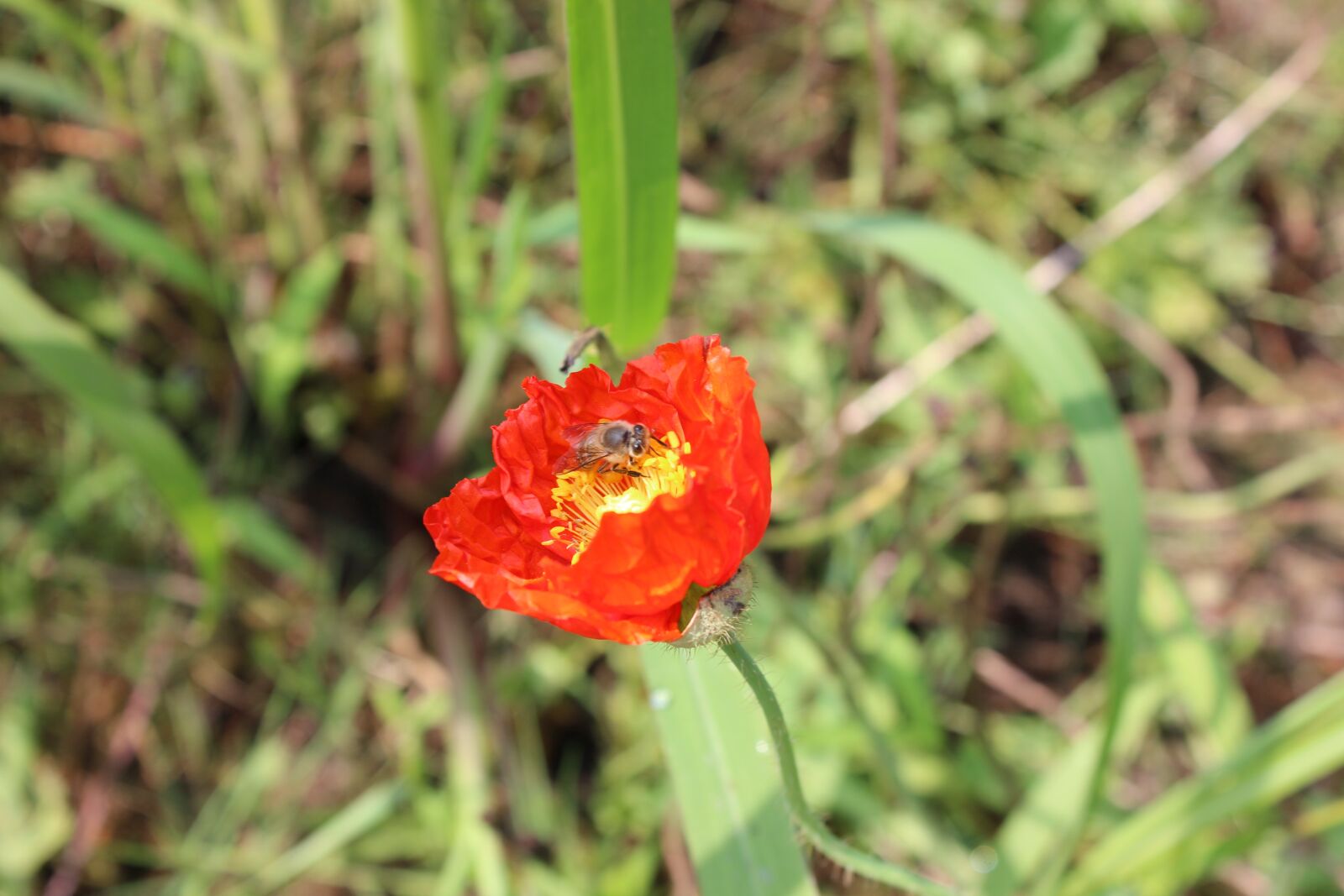 Canon EOS 600D (Rebel EOS T3i / EOS Kiss X5) sample photo. Red flowers, bee, pistil photography