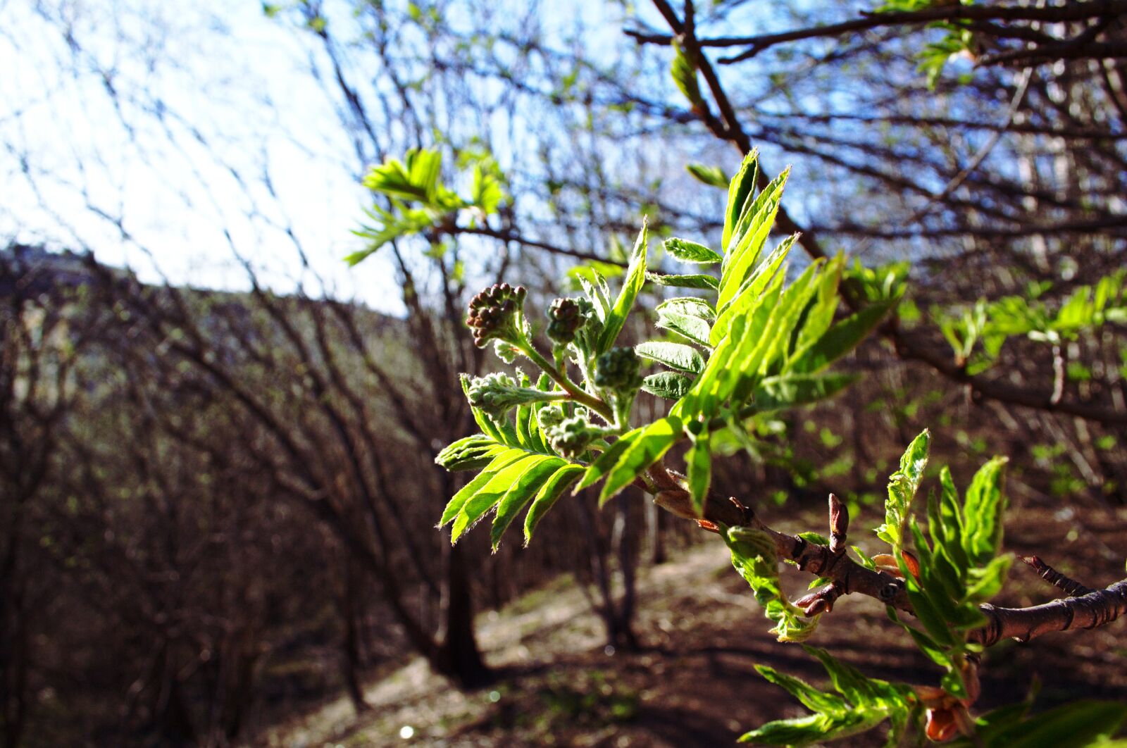 Nikon D3100 sample photo. Green, twig, leaf photography
